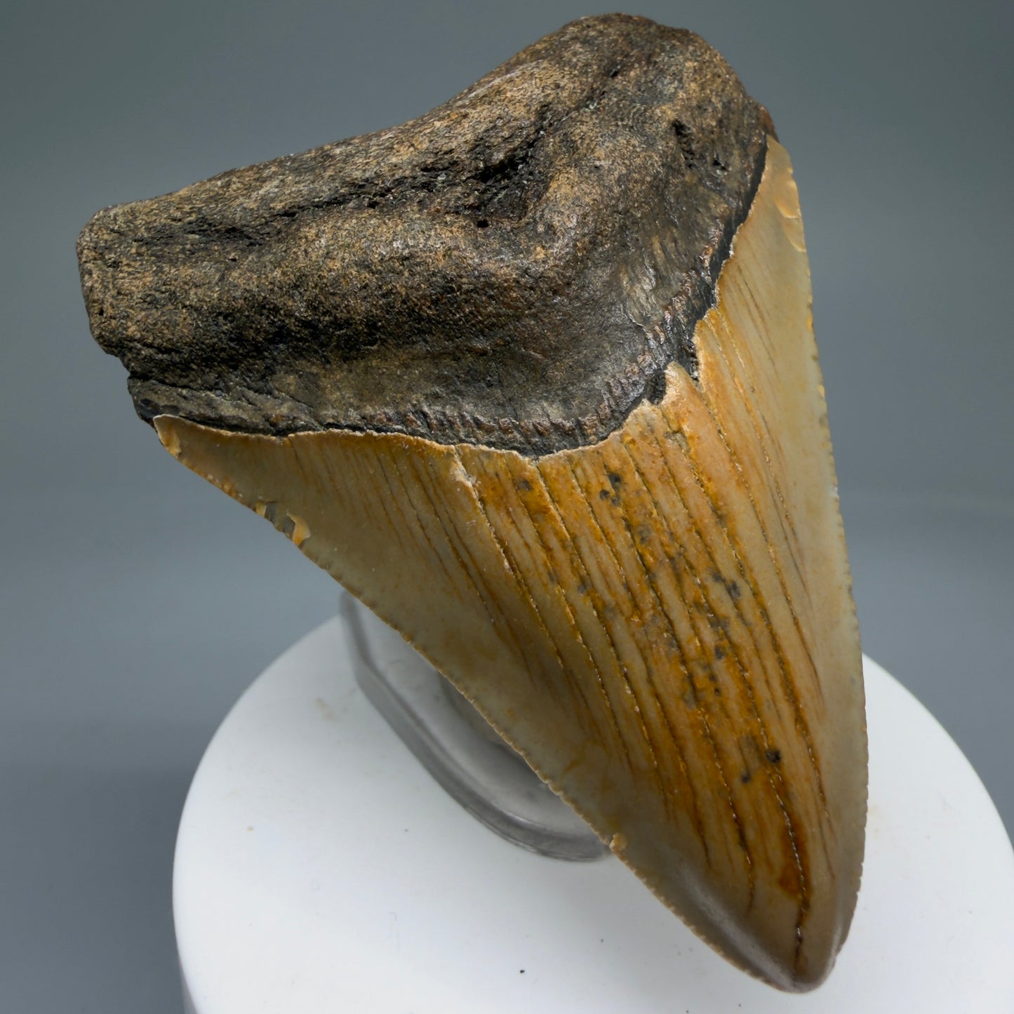 Front Left View 2.85" Fossil Megalodon Tooth - Authentic Carcharocles megalodon Fossil from North Carolina CM5763 