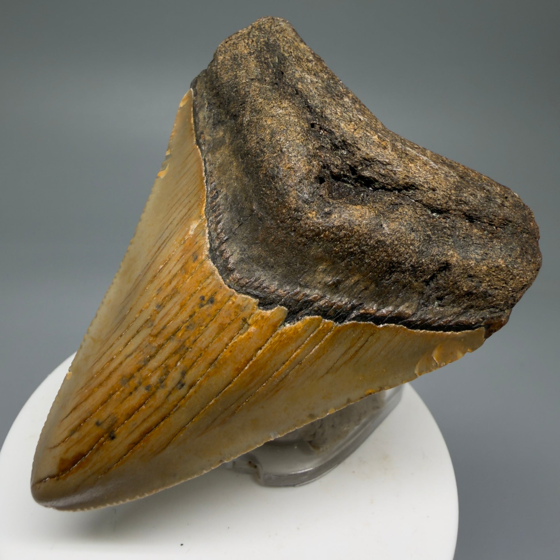 Front right View 2.85" Fossil Megalodon Tooth - Authentic Carcharocles megalodon Fossil from North Carolina CM5763 