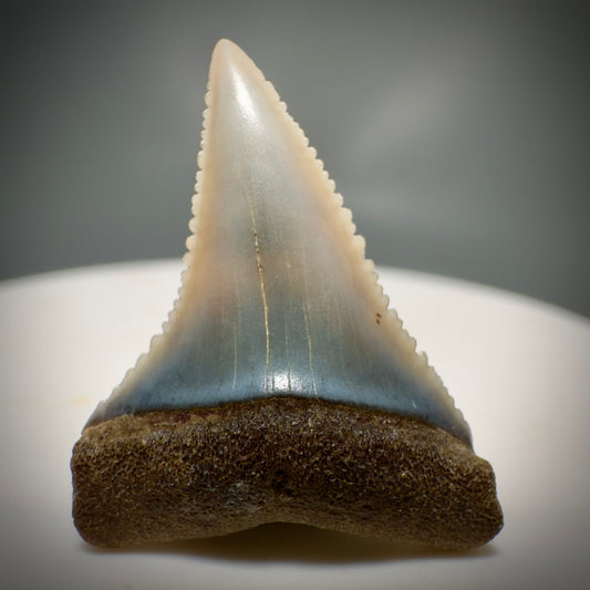 Colorful, Serrated 0.98" Colorful Fossil Great White Shark Tooth from Sacaco, Peru GW1217 - Front