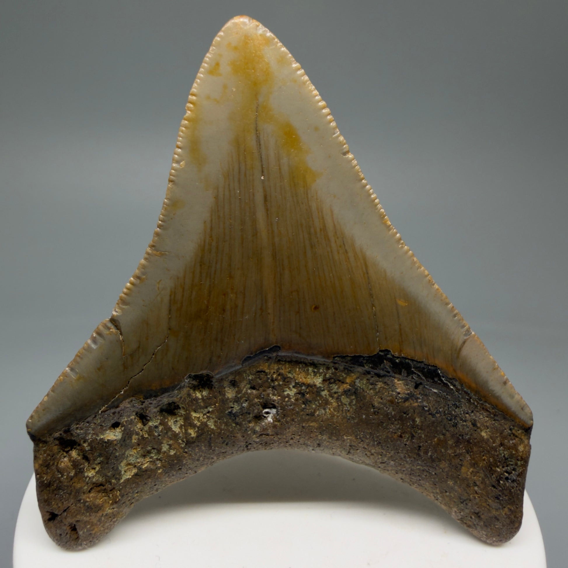 Back View 2.89" Fossil Megalodon Tooth - Authentic Carcharocles megalodon Fossil from North Carolina CM5761
