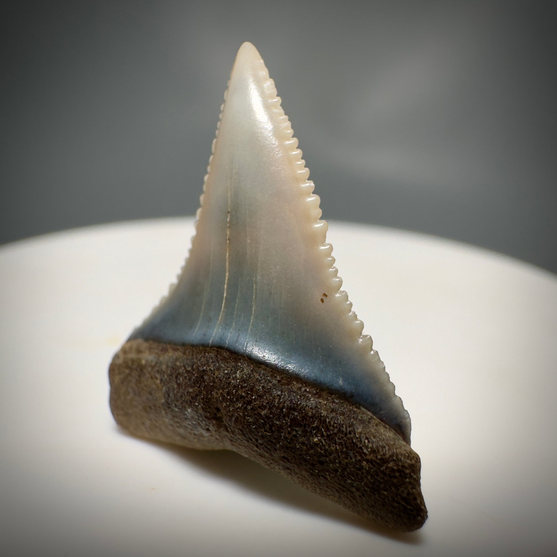 Colorful, Serrated 0.98" Colorful Fossil Great White Shark Tooth from Sacaco, Peru GW1217 - Front Right
