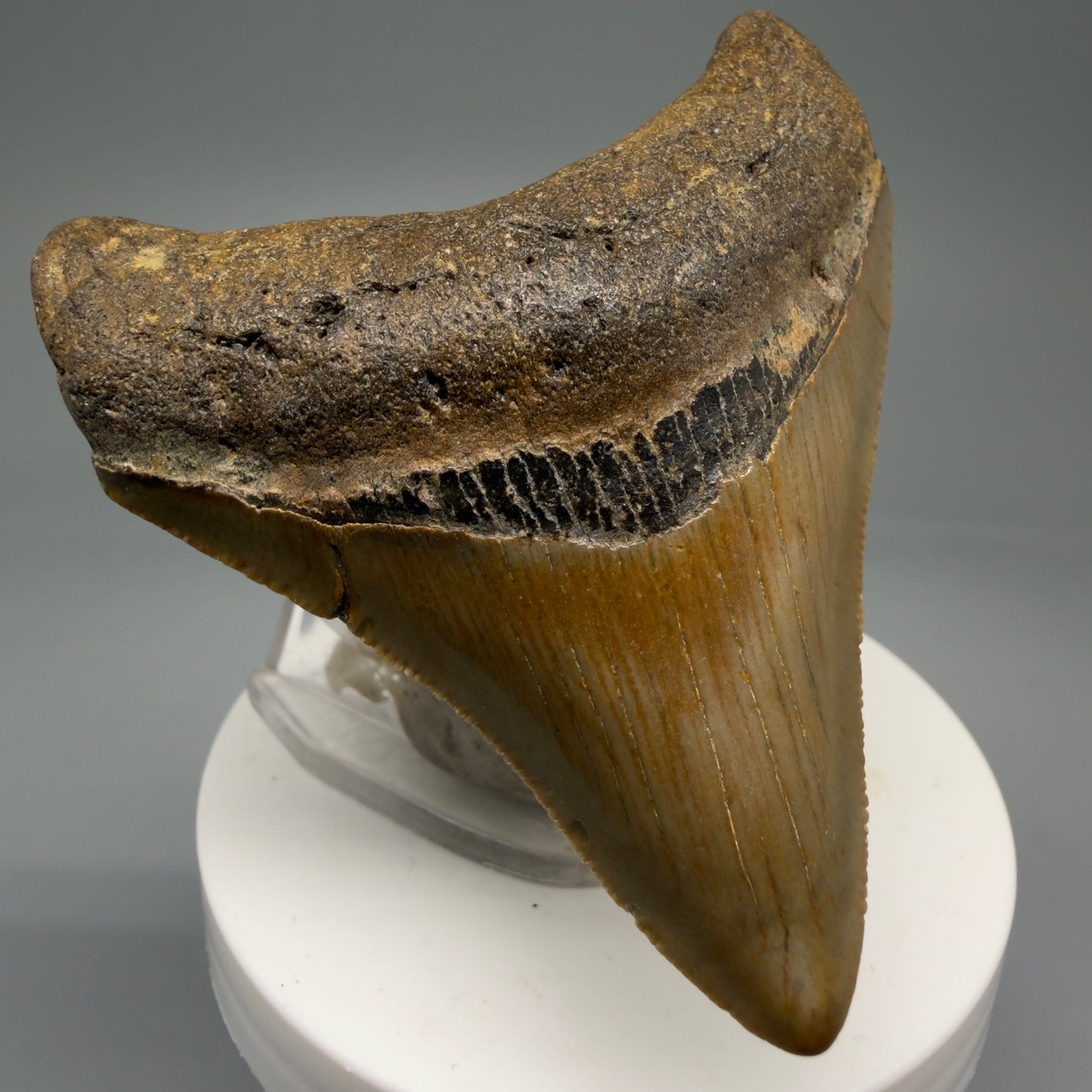 Front Left View 2.89" Fossil Megalodon Tooth - Authentic Carcharocles megalodon Fossil from North Carolina CM5761