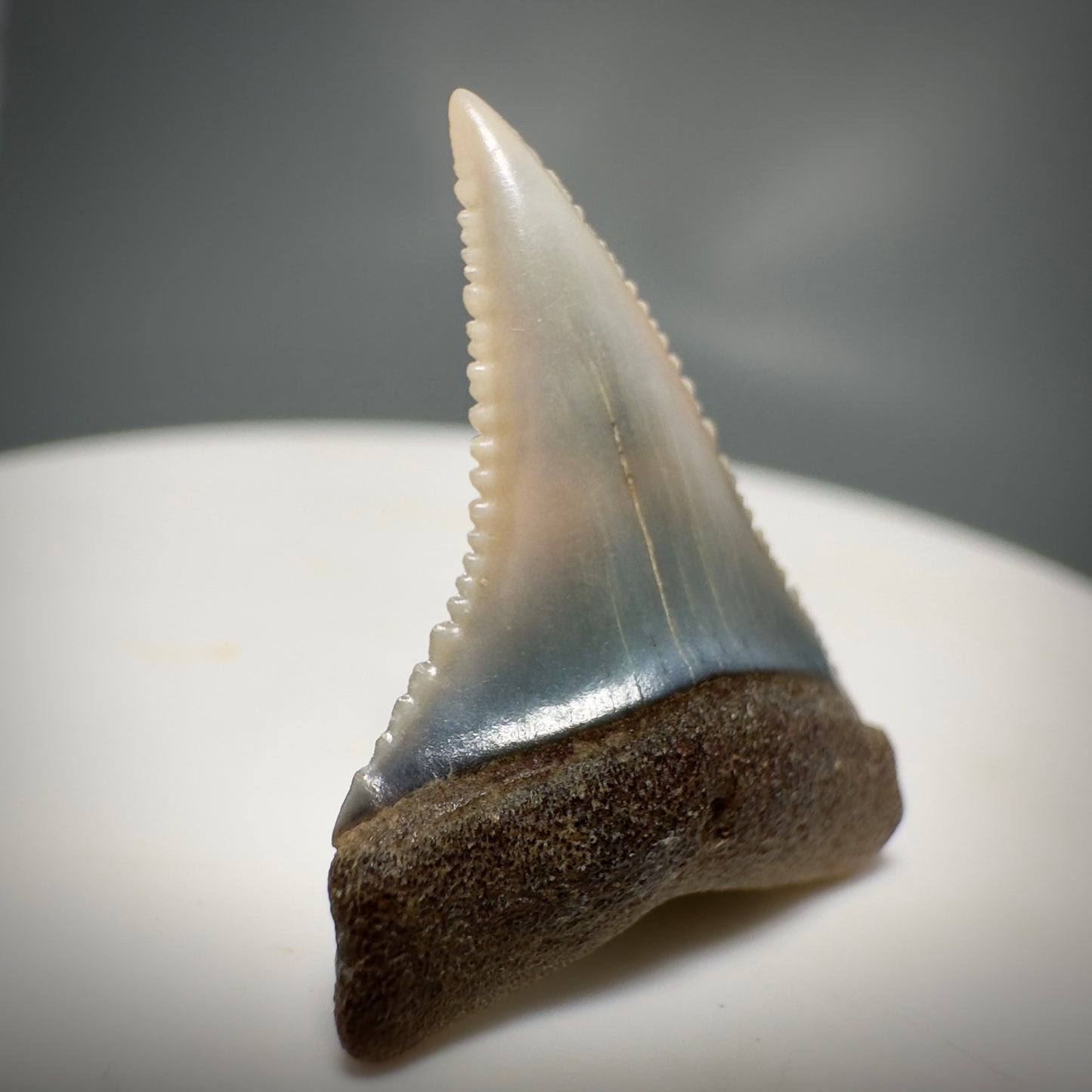 Colorful, Serrated 0.98" Colorful Fossil Great White Shark Tooth from Sacaco, Peru GW1217 - Front Left