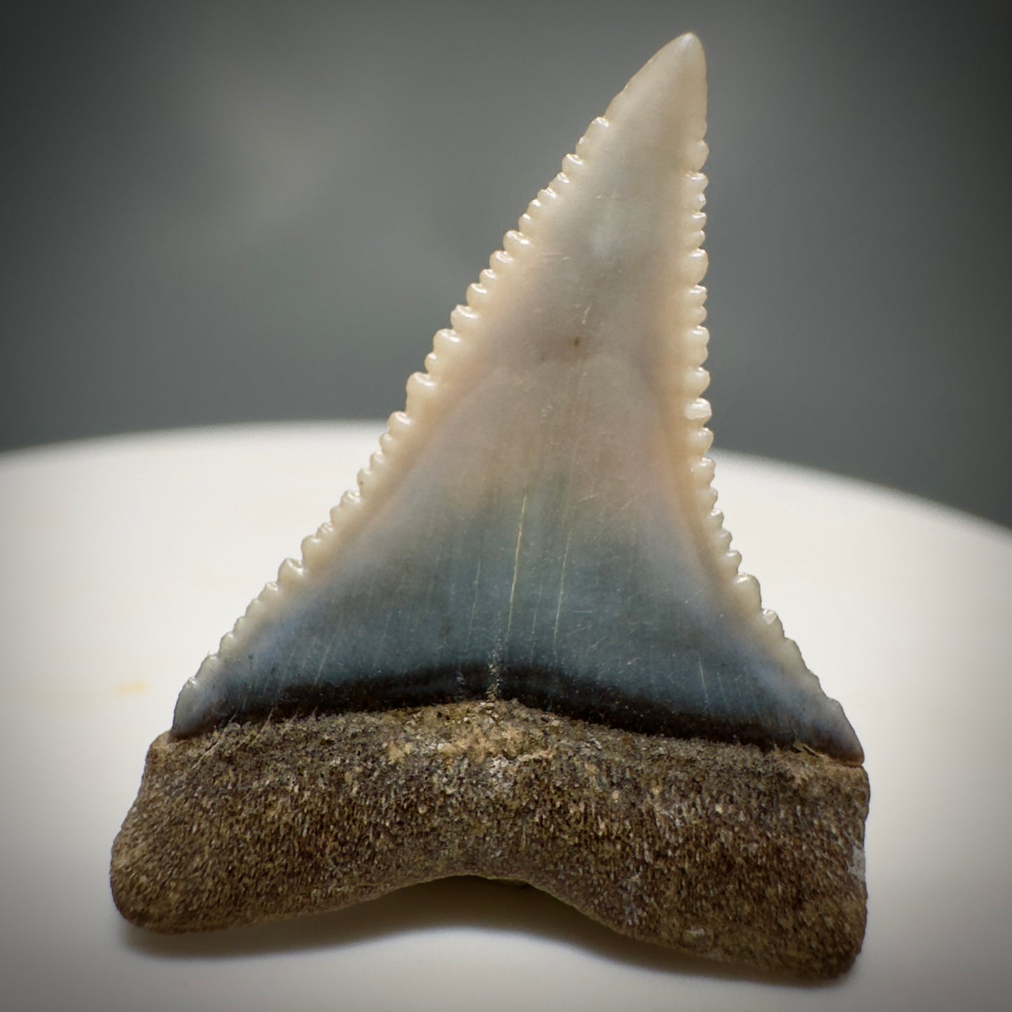 Colorful, Serrated 0.98" Colorful Fossil Great White Shark Tooth from Sacaco, Peru GW1217 - Back