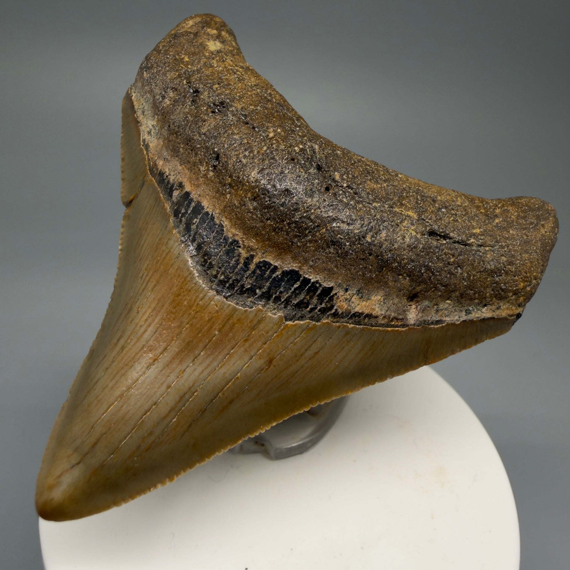 Front Right View 2.89" Fossil Megalodon Tooth - Authentic Carcharocles megalodon Fossil from North Carolina CM5761