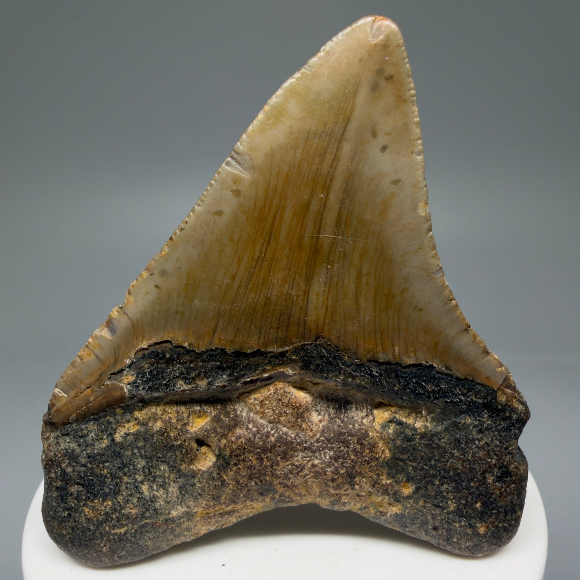 Back View Lateral 2.81" Fossil Megalodon Tooth - Authentic Carcharocles megalodon Fossil from North Carolina CM5762 