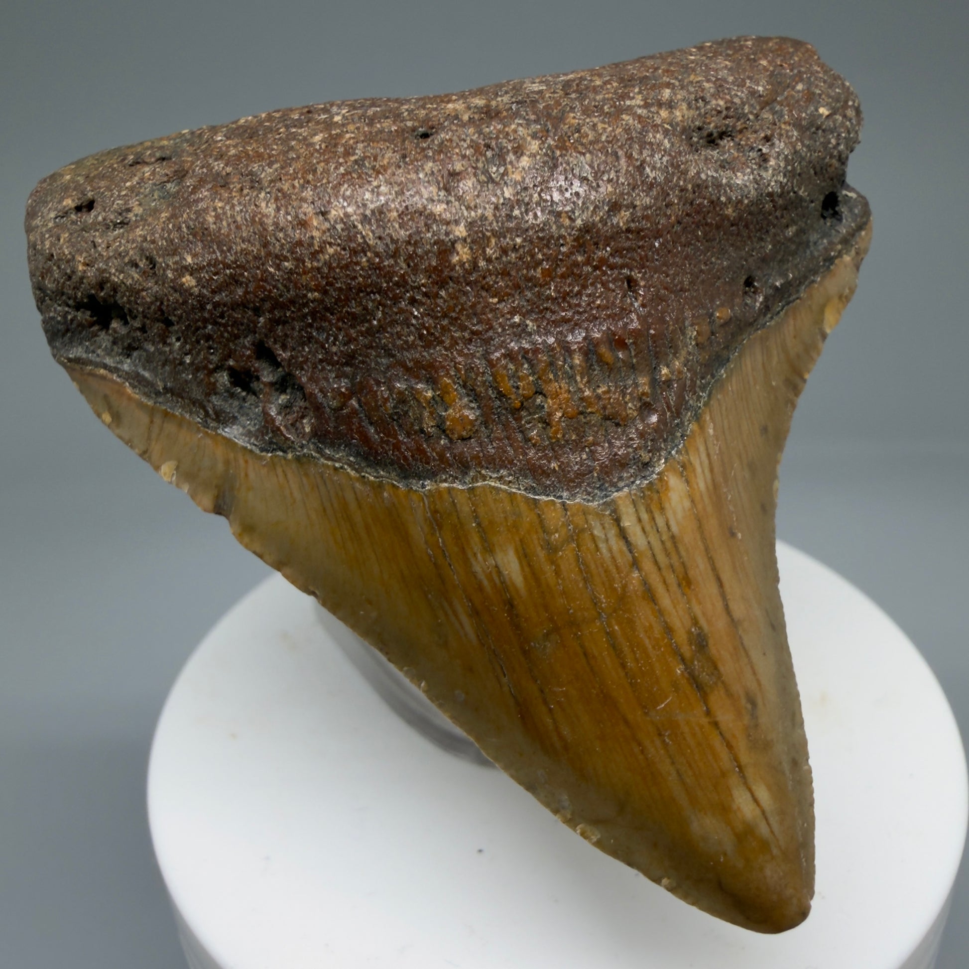 Front Left View Lateral 2.81" Fossil Megalodon Tooth - Authentic Carcharocles megalodon Fossil from North Carolina CM5762 