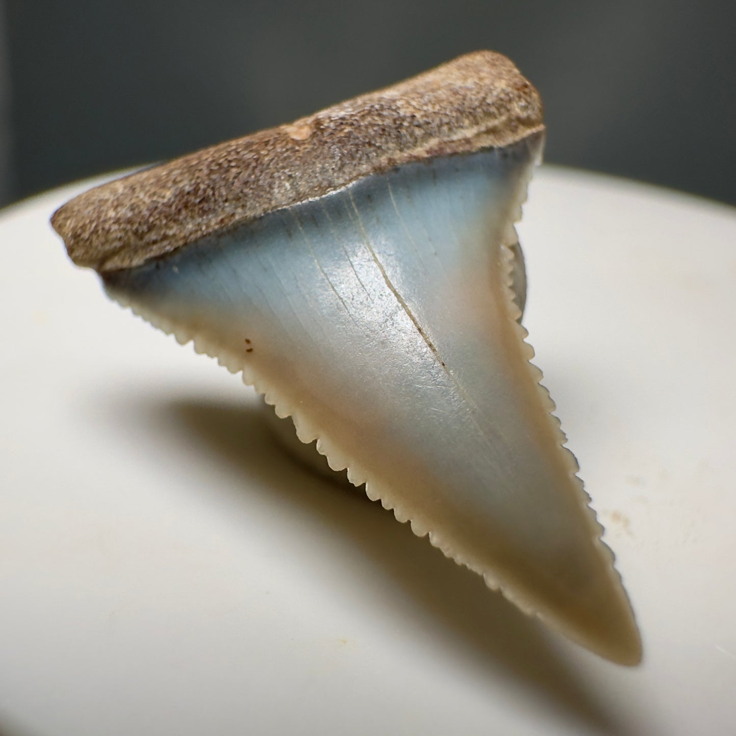 Colorful, Serrated 0.98" Colorful Fossil Great White Shark Tooth from Sacaco, Peru GW1217 - Front Left