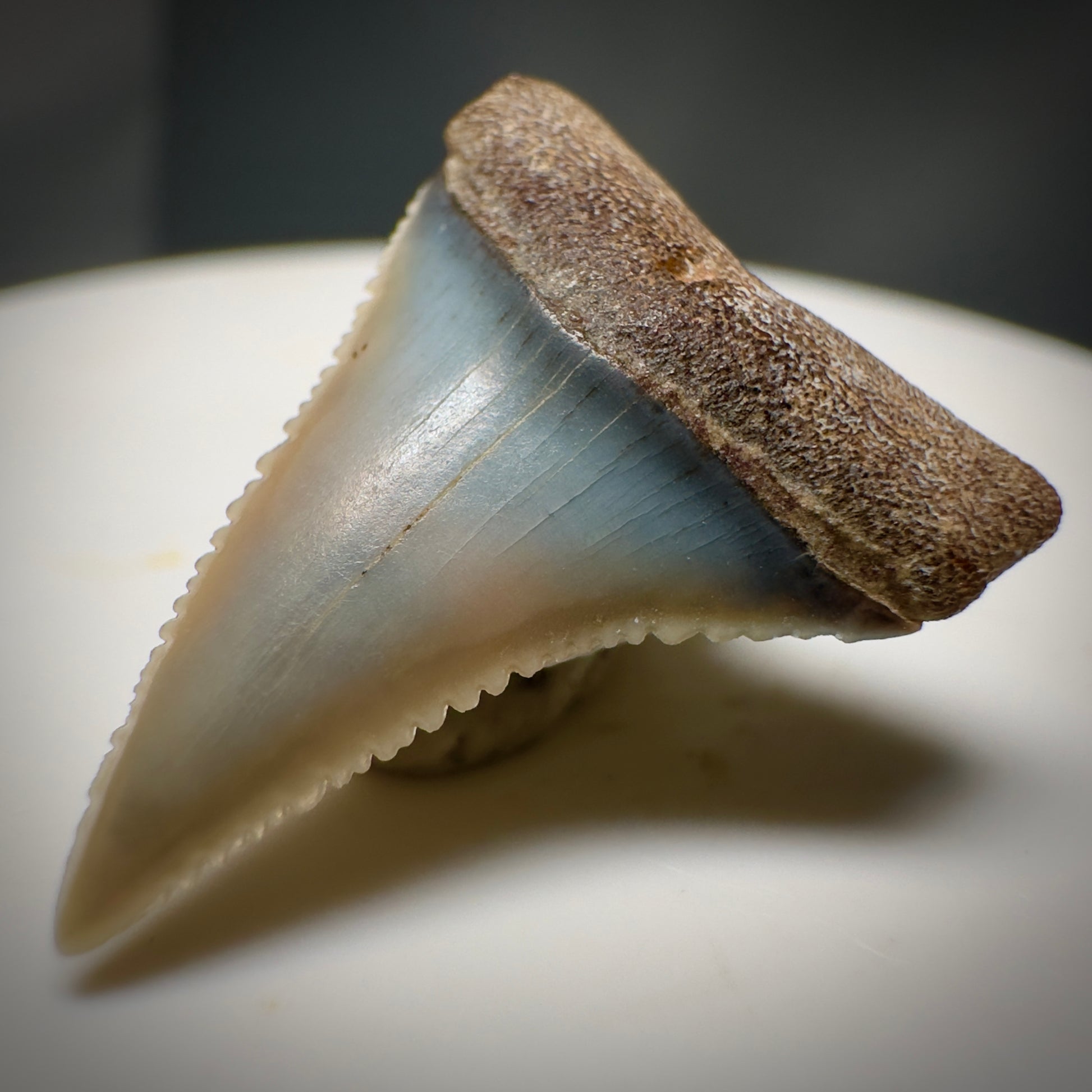 Colorful, Serrated 0.98" Colorful Fossil Great White Shark Tooth from Sacaco, Peru GW1217 - Front Right