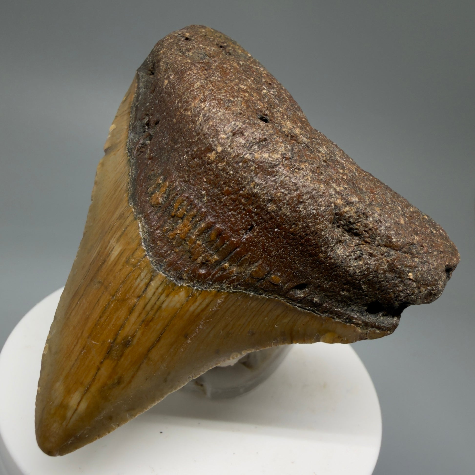 Front Right View Lateral 2.81" Fossil Megalodon Tooth - Authentic Carcharocles megalodon Fossil from North Carolina CM5762 