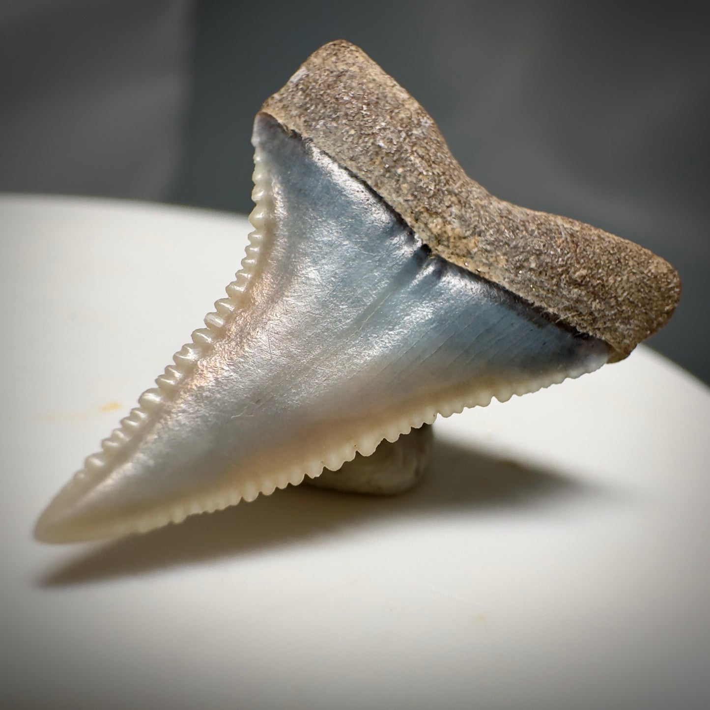 Colorful, Serrated 0.98" Colorful Fossil Great White Shark Tooth from Sacaco, Peru GW1217 - Back Right
