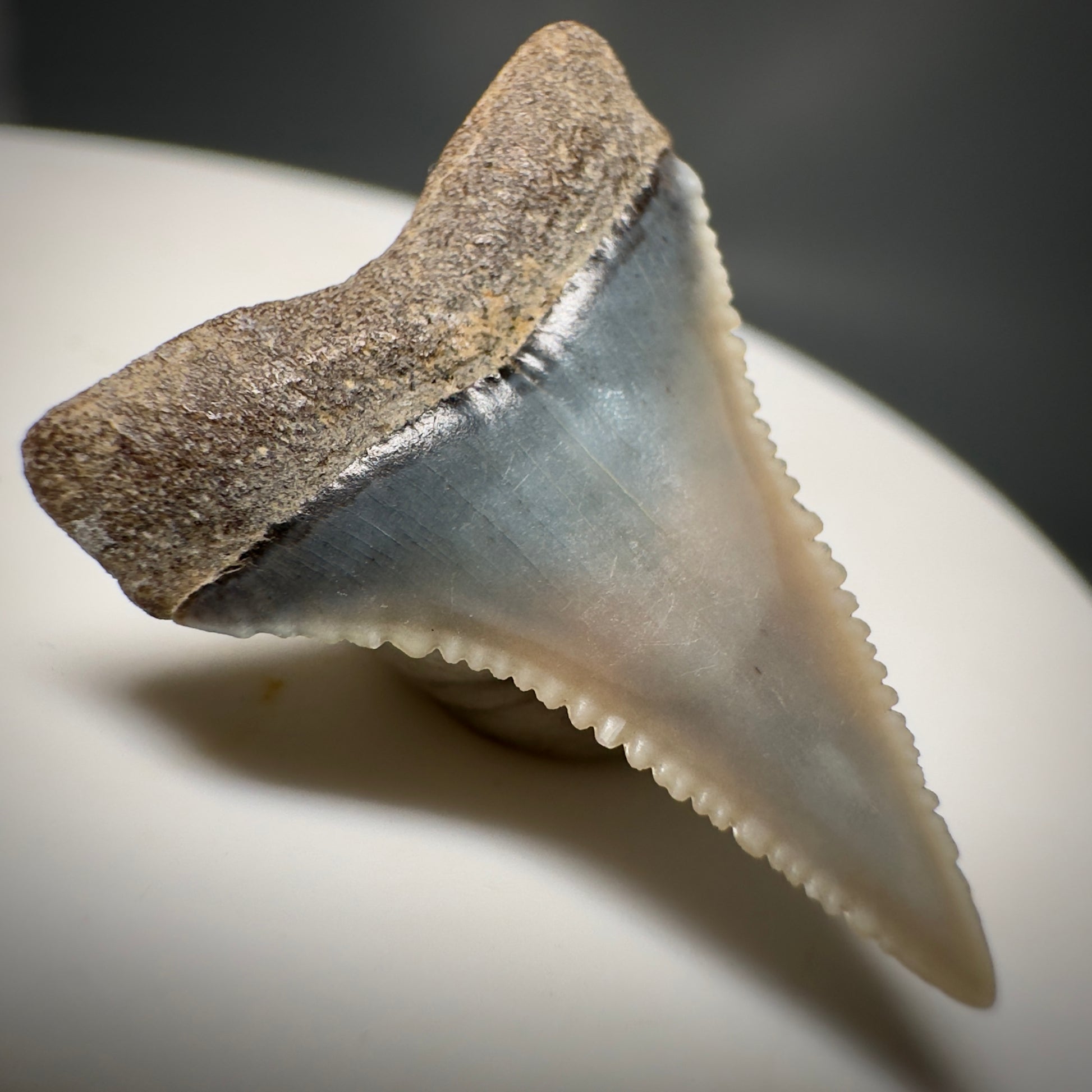Colorful, Serrated 0.98" Colorful Fossil Great White Shark Tooth from Sacaco, Peru GW1217 - Back Left