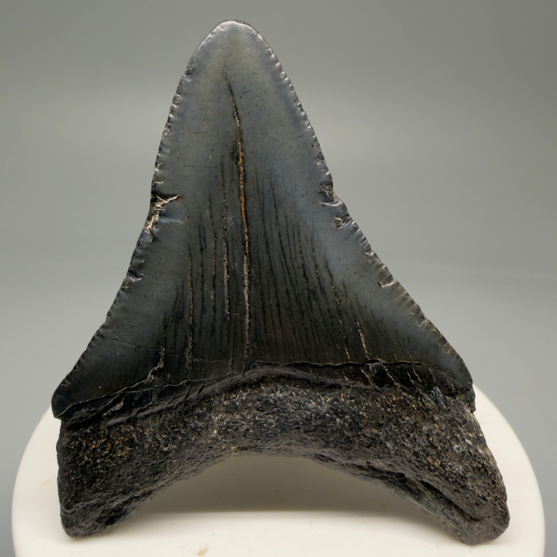 Back View 2.63" Dark Colors Fossil Megalodon Tooth – South Carolina River Find | Authentic Megalodon Tooth CM5758 