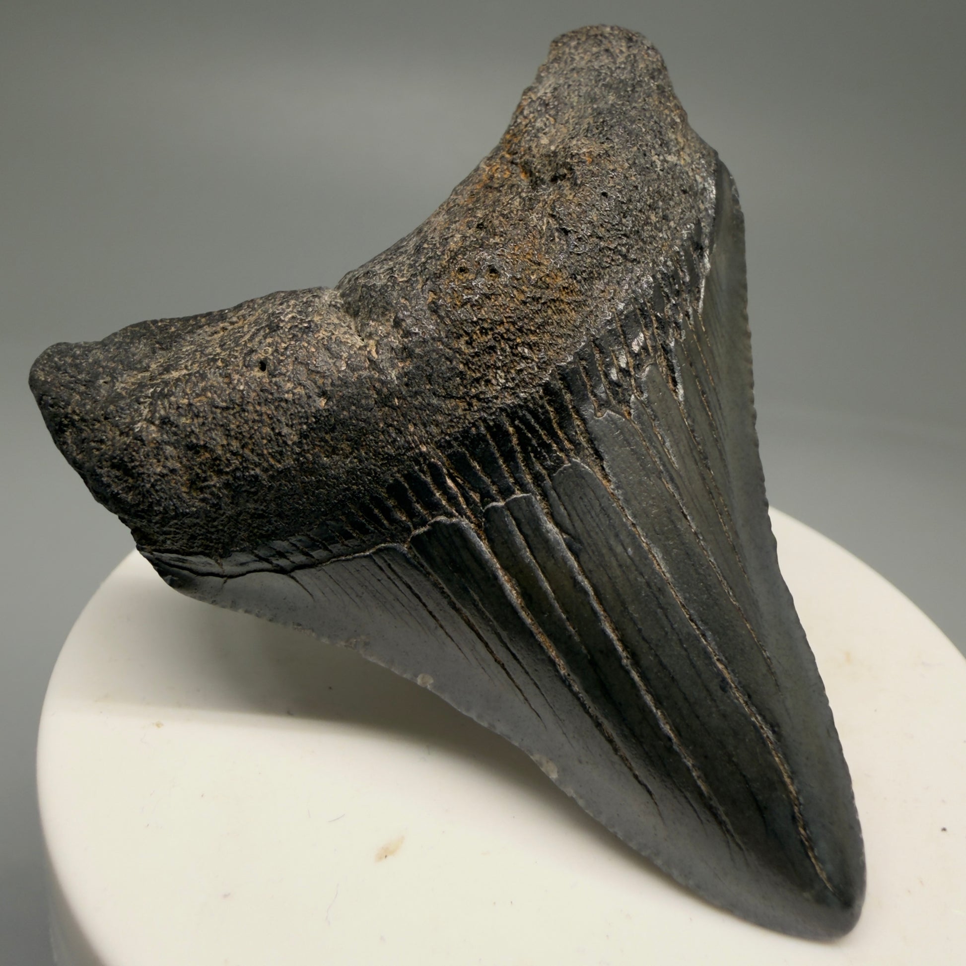 Front Left View 2.63" Dark Colors Fossil Megalodon Tooth – South Carolina River Find | Authentic Megalodon Tooth CM5758 