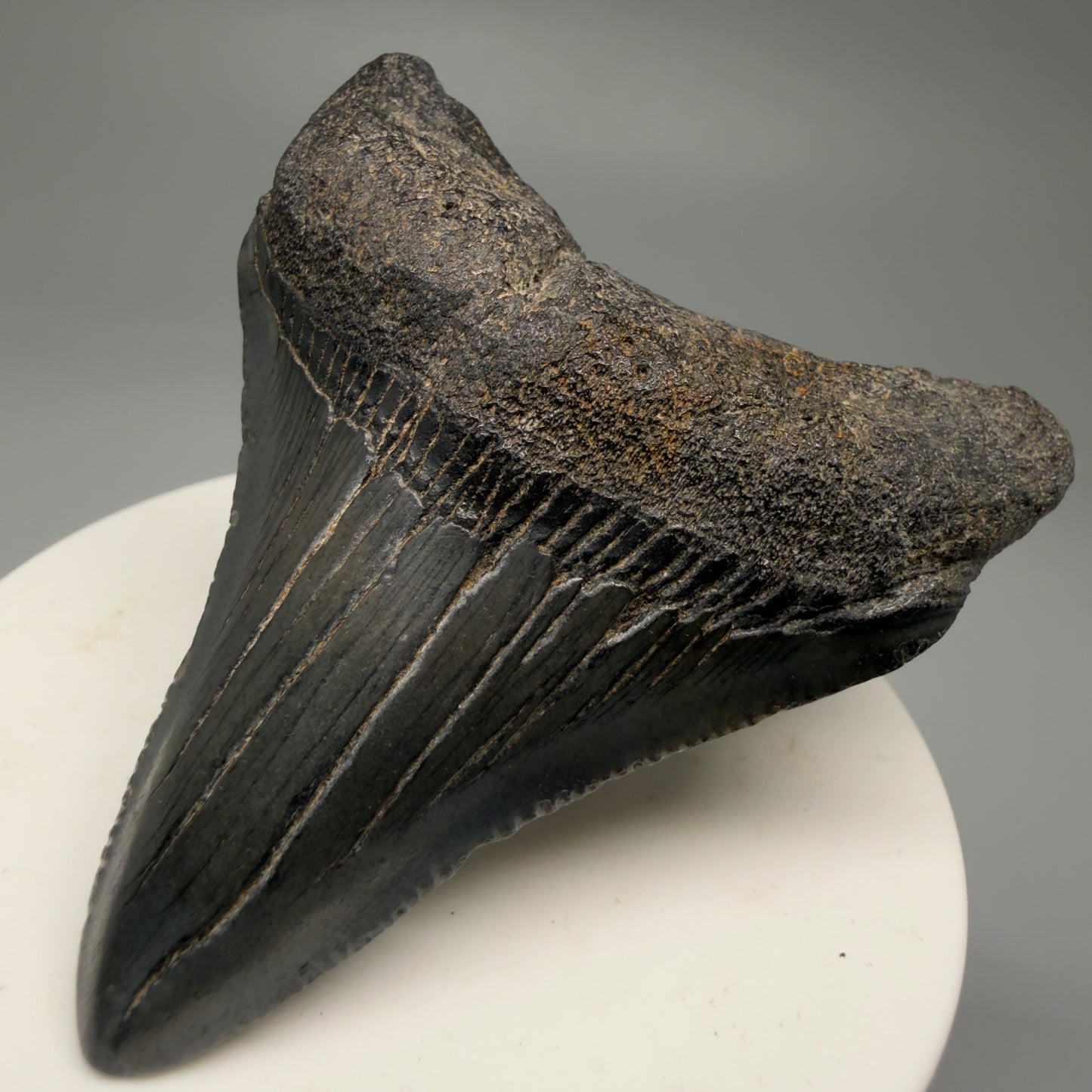 Front Right View 2.63" Dark Colors Fossil Megalodon Tooth – South Carolina River Find | Authentic Megalodon Tooth CM5758 