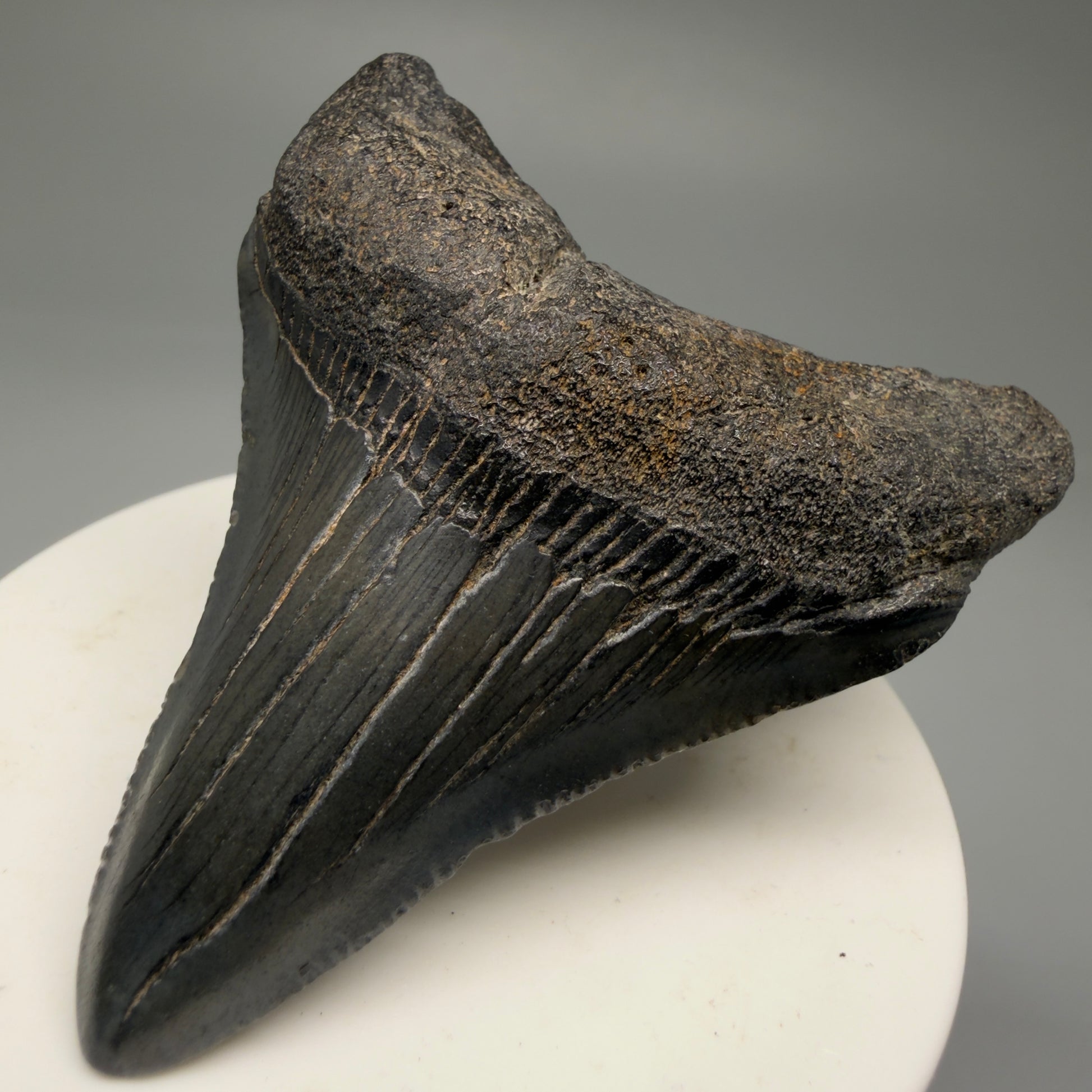 Front Right View 2.63" Dark Colors Fossil Megalodon Tooth – South Carolina River Find | Authentic Megalodon Tooth CM5758 