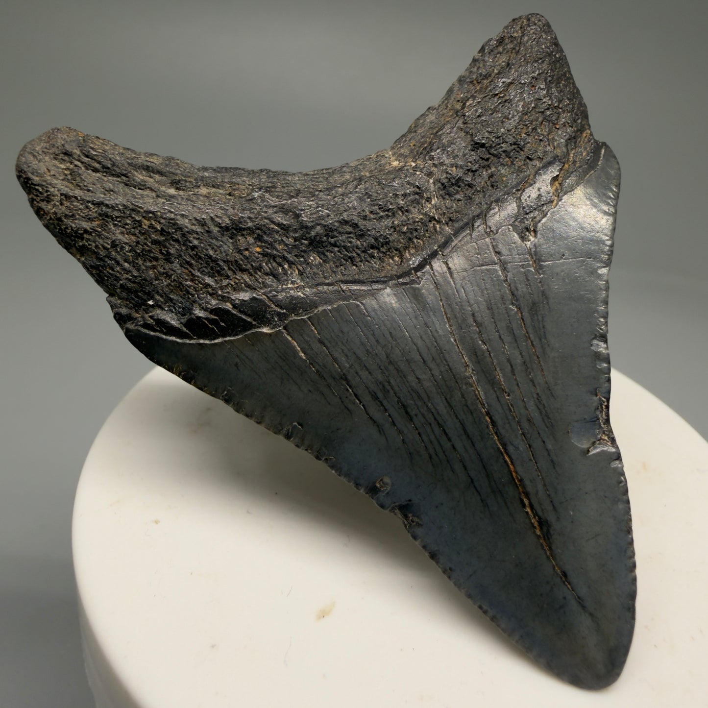 Back Left View 2.63" Dark Colors Fossil Megalodon Tooth – South Carolina River Find | Authentic Megalodon Tooth CM5758 