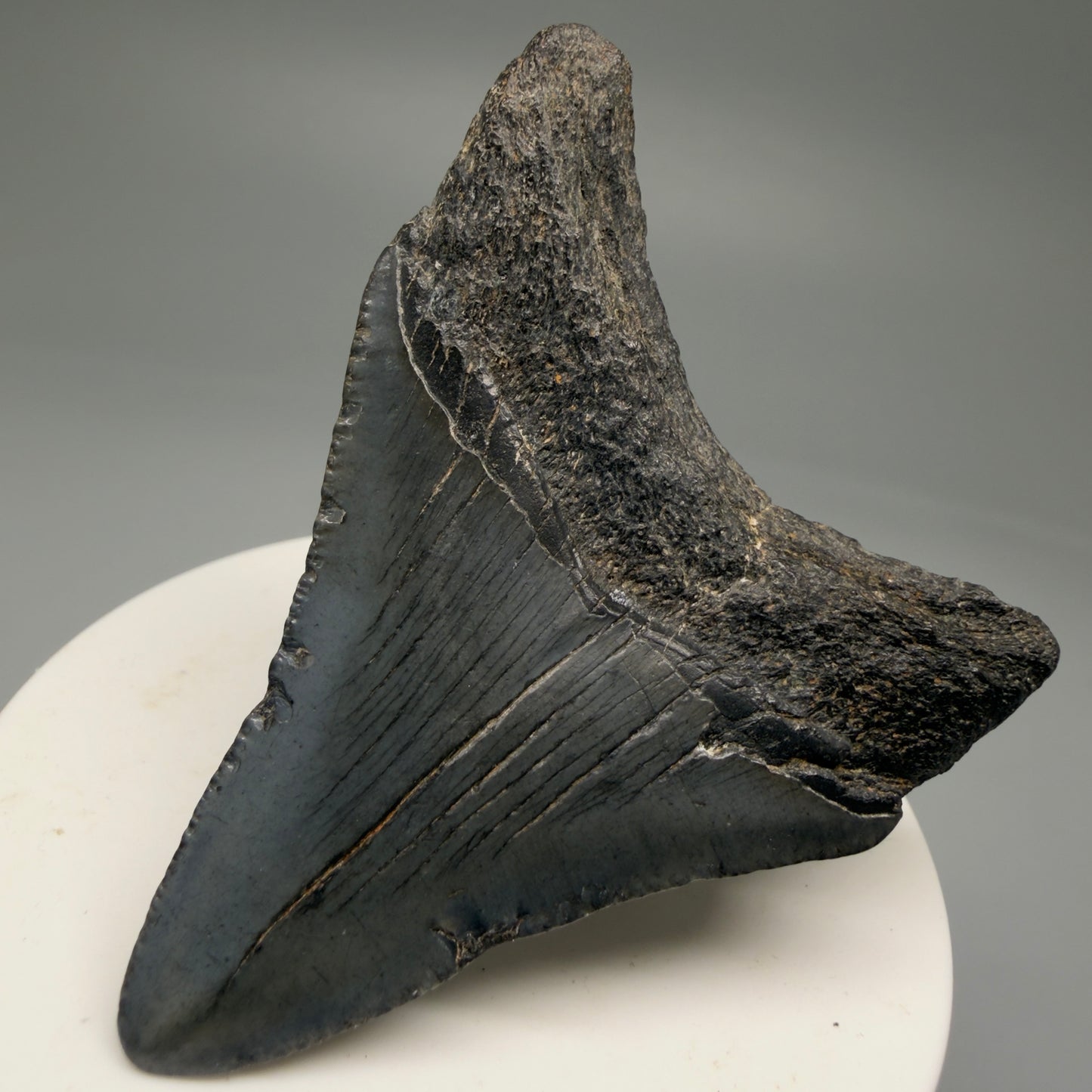 Back Right View 2.63" Dark Colors Fossil Megalodon Tooth – South Carolina River Find | Authentic Megalodon Tooth CM5758 