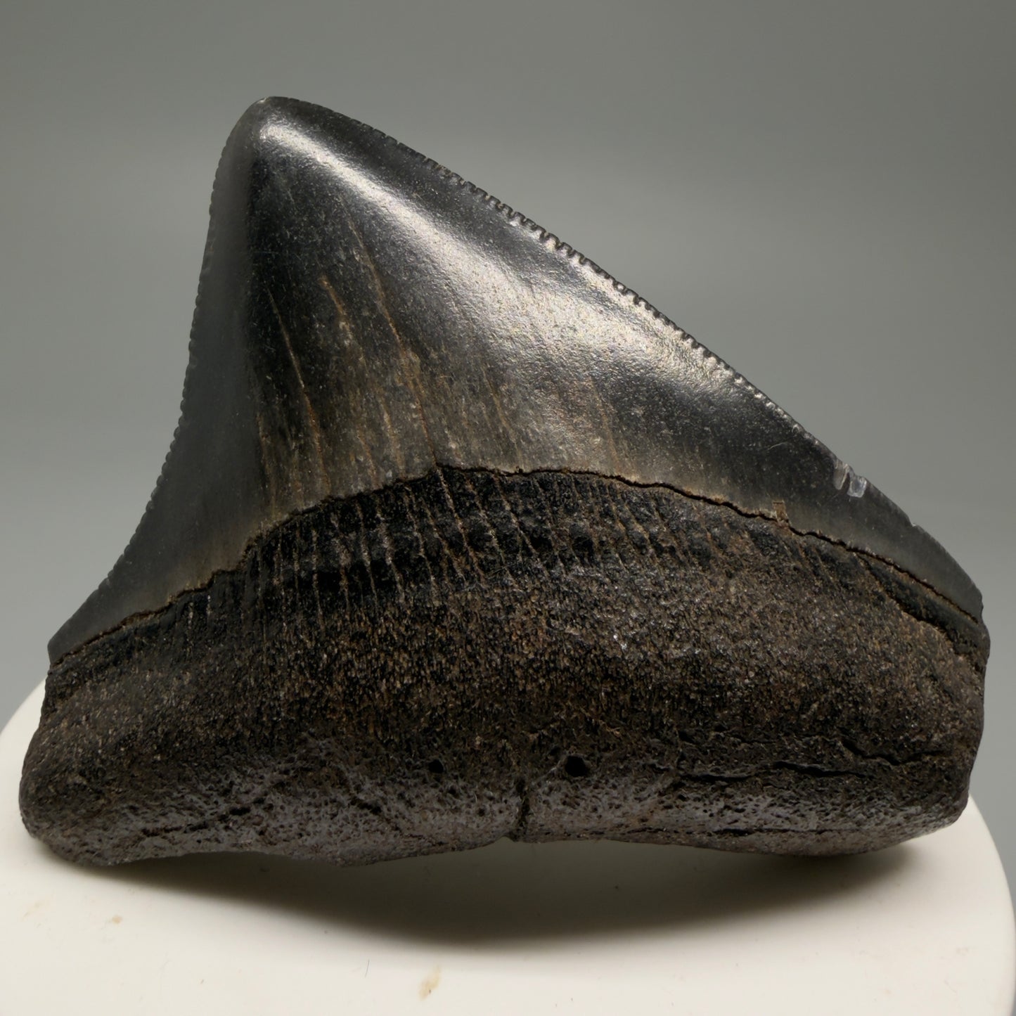 Front View Colorful, lateral, serrated 2.46" Fossil Megalodon Shark Tooth from South Carolina CM5755 