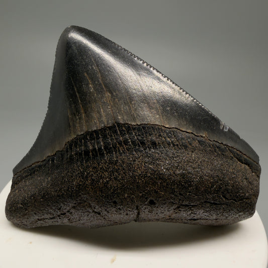 Front View Colorful, lateral, serrated 2.46" Fossil Megalodon Shark Tooth from South Carolina CM5755 