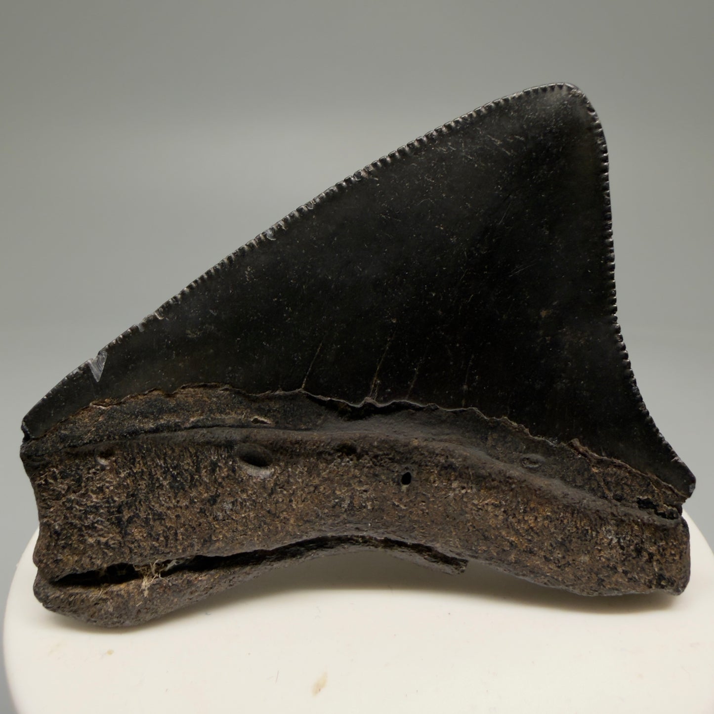 Back View Colorful, lateral, serrated 2.46" Fossil Megalodon Shark Tooth from South Carolina CM5755 