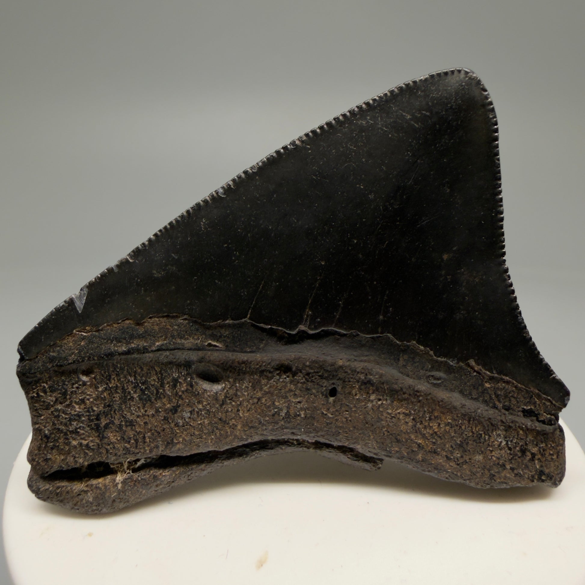 Back View Colorful, lateral, serrated 2.46" Fossil Megalodon Shark Tooth from South Carolina CM5755 