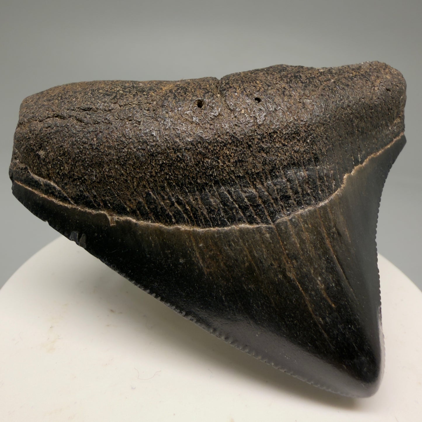 Front Left View Colorful, lateral, serrated 2.46" Fossil Megalodon Shark Tooth from South Carolina CM5755 