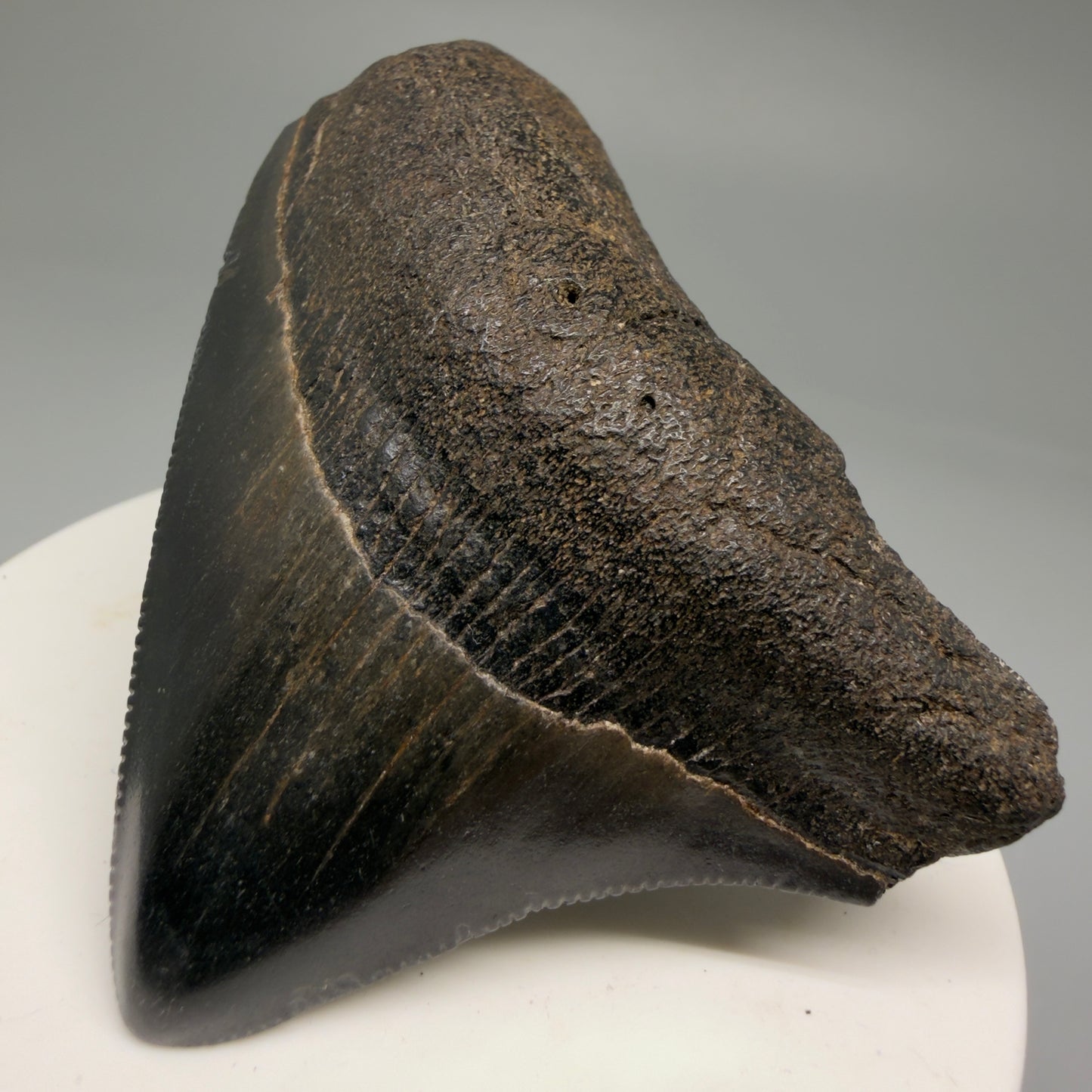 Front Right View Colorful, lateral, serrated 2.46" Fossil Megalodon Shark Tooth from South Carolina CM5755 