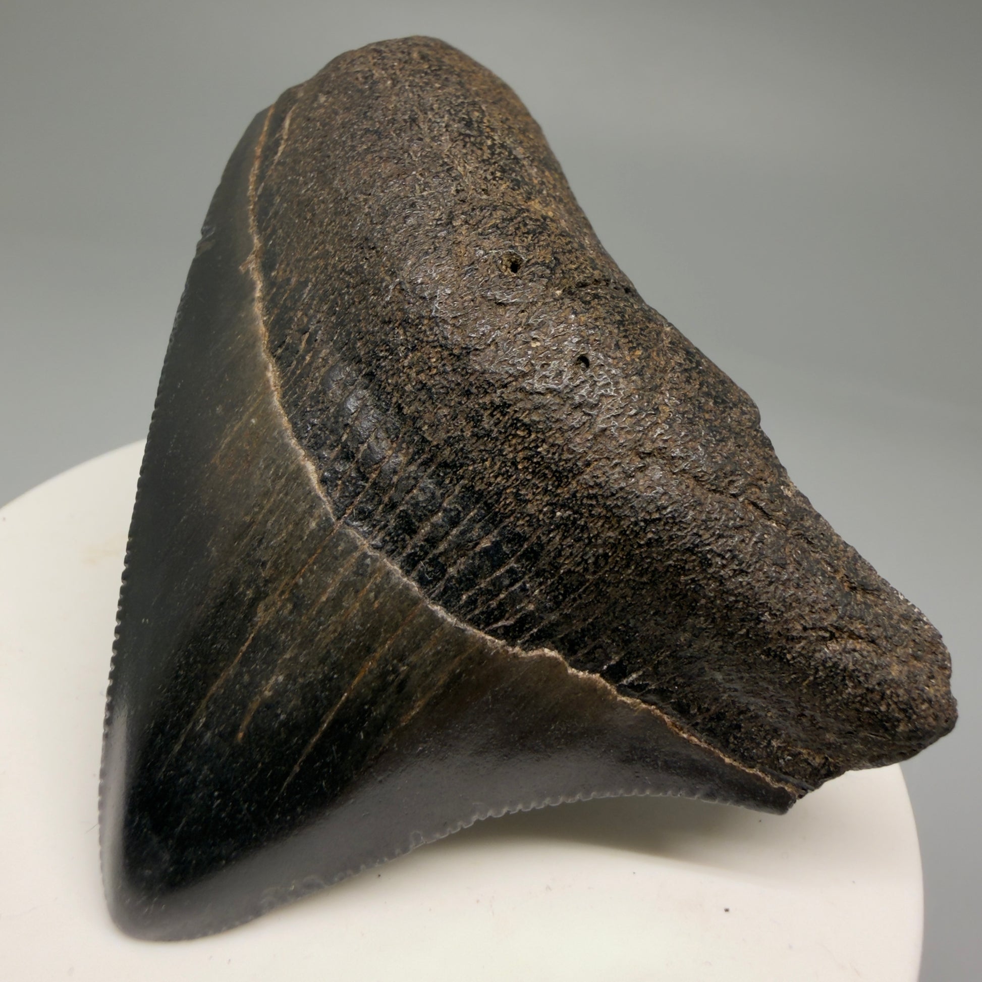 Front Right View Colorful, lateral, serrated 2.46" Fossil Megalodon Shark Tooth from South Carolina CM5755 