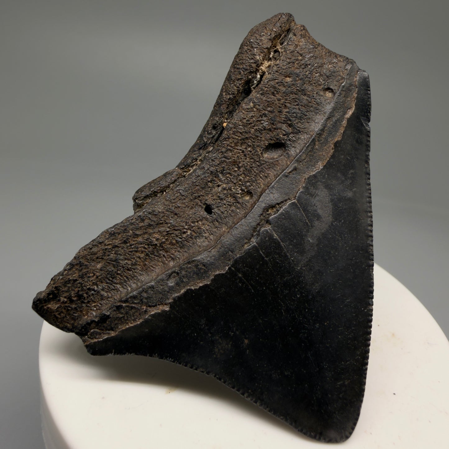 Back Left View Colorful, lateral, serrated 2.46" Fossil Megalodon Shark Tooth from South Carolina CM5755 