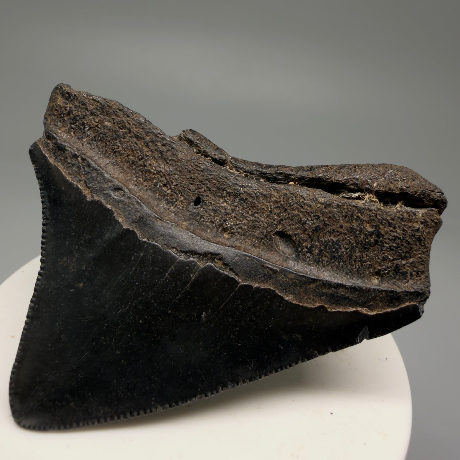 Back Right View Colorful, lateral, serrated 2.46" Fossil Megalodon Shark Tooth from South Carolina CM5755 