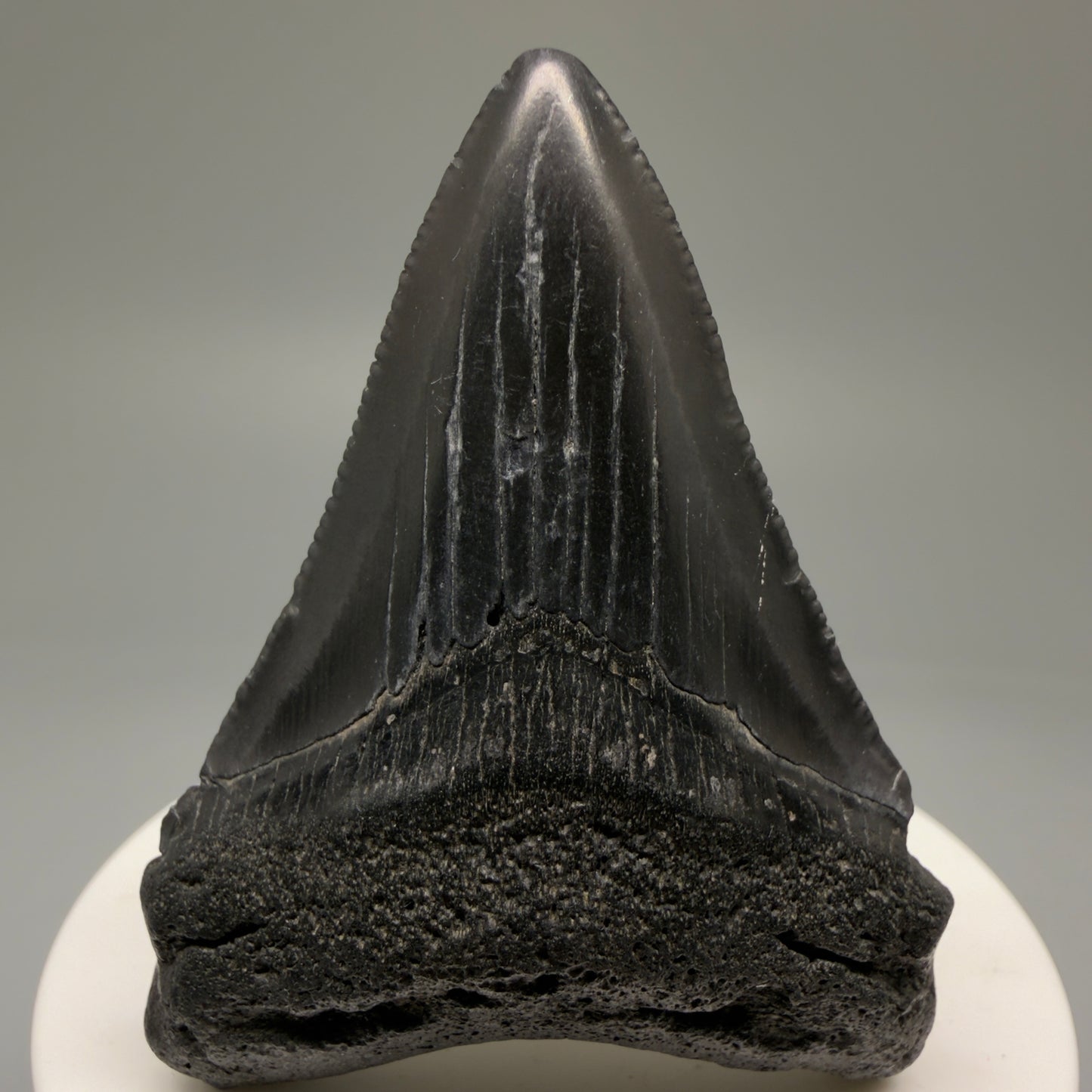 Front View 2.44" Colorful Fossil Megalodon Tooth – South Carolina River Find | Authentic Megalodon Tooth CM5756 