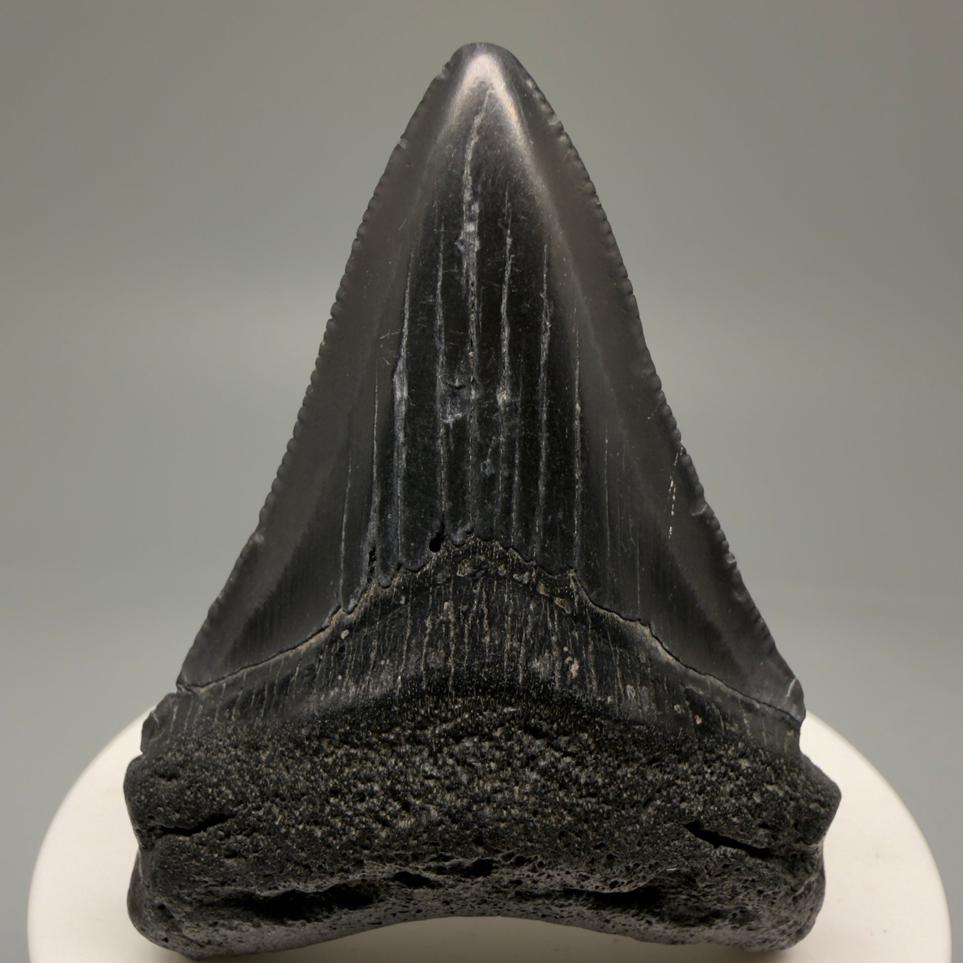 Front View 2.44" Colorful Fossil Megalodon Tooth – South Carolina River Find | Authentic Megalodon Tooth CM5756 