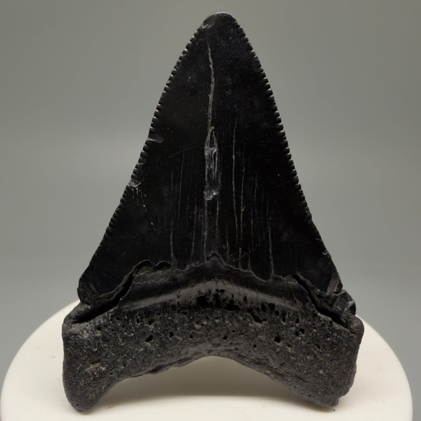 Back View 2.44" Colorful Fossil Megalodon Tooth – South Carolina River Find | Authentic Megalodon Tooth CM5756 