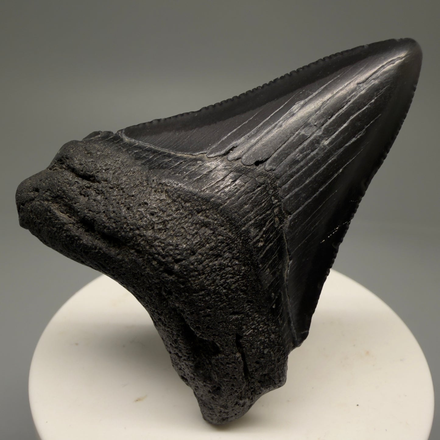 Front View 2.44" Colorful Fossil Megalodon Tooth – South Carolina River Find | Authentic Megalodon Tooth CM5756  - 1