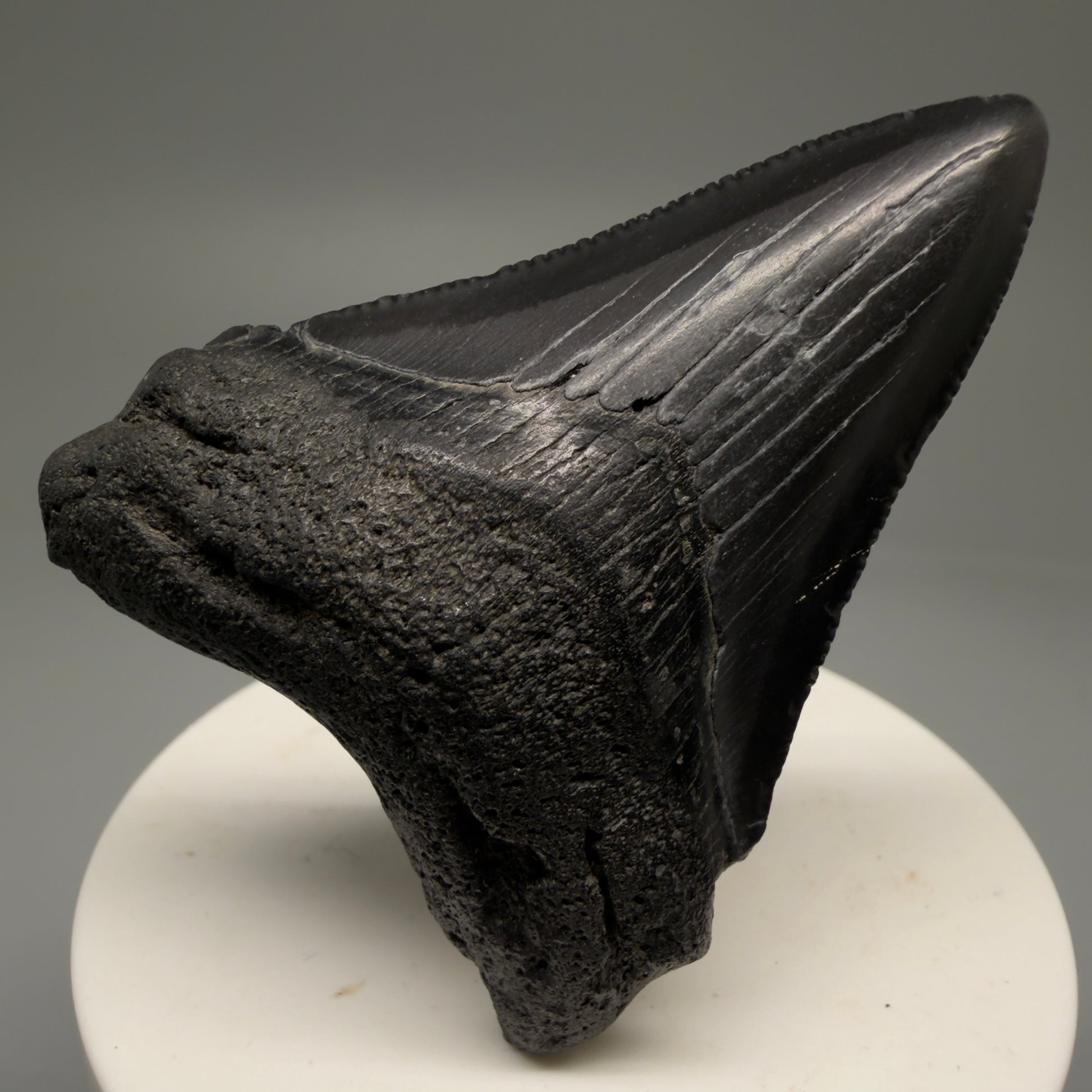 Front View 2.44" Colorful Fossil Megalodon Tooth – South Carolina River Find | Authentic Megalodon Tooth CM5756  - 1