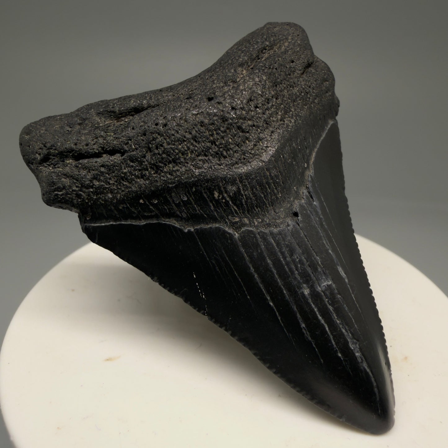 Front Left View 2.44" Colorful Fossil Megalodon Tooth – South Carolina River Find | Authentic Megalodon Tooth CM5756 