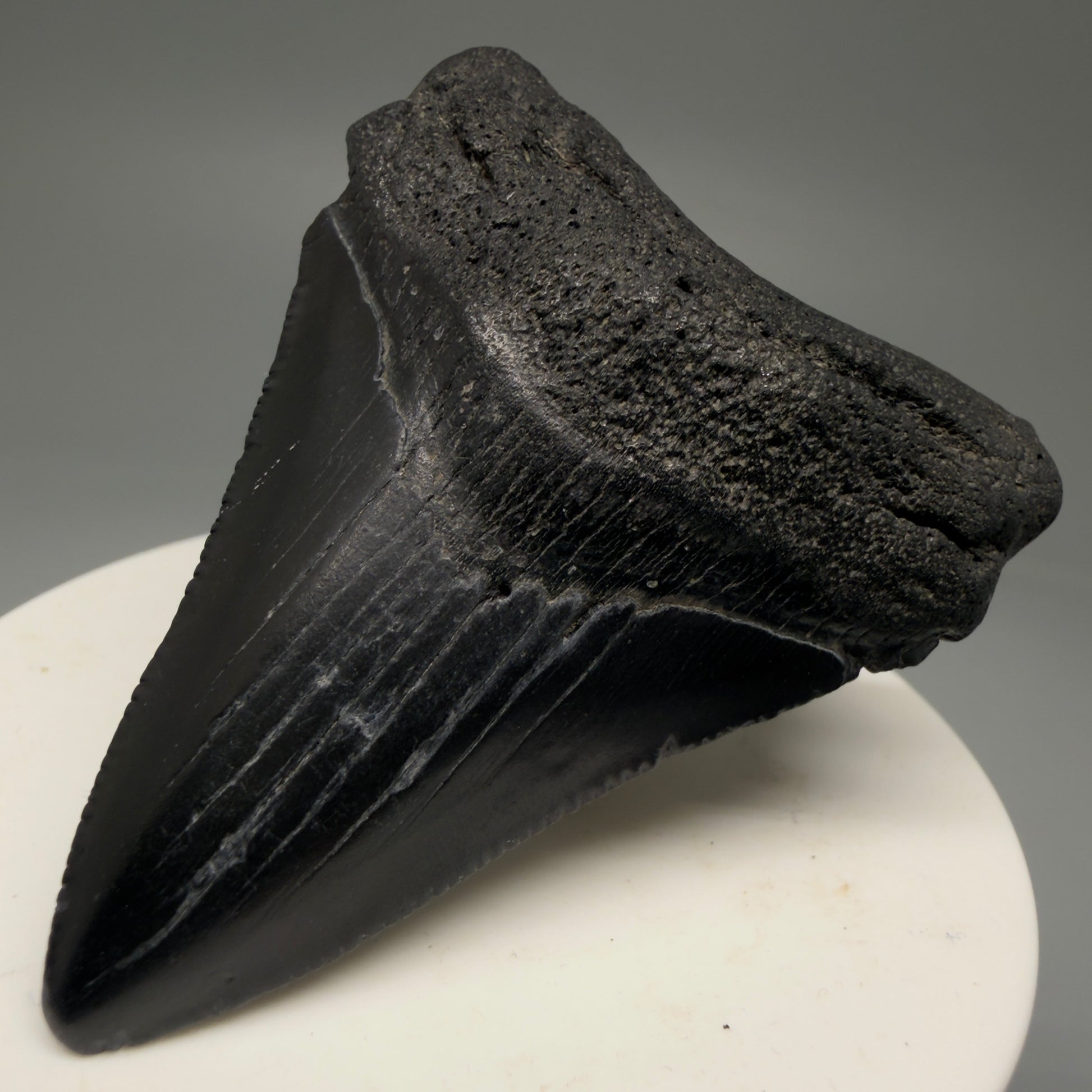 Front Right View 2.44" Colorful Fossil Megalodon Tooth – South Carolina River Find | Authentic Megalodon Tooth CM5756 