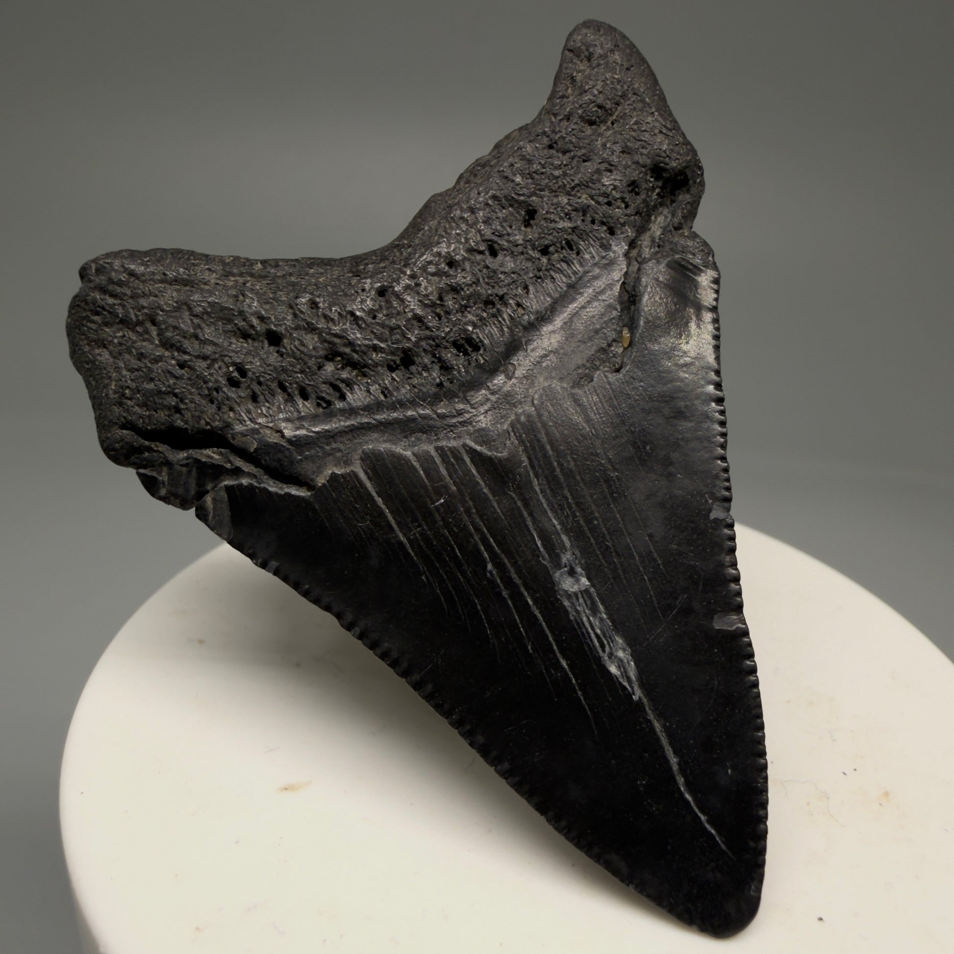Back Left View 2.44" Colorful Fossil Megalodon Tooth – South Carolina River Find | Authentic Megalodon Tooth CM5756 