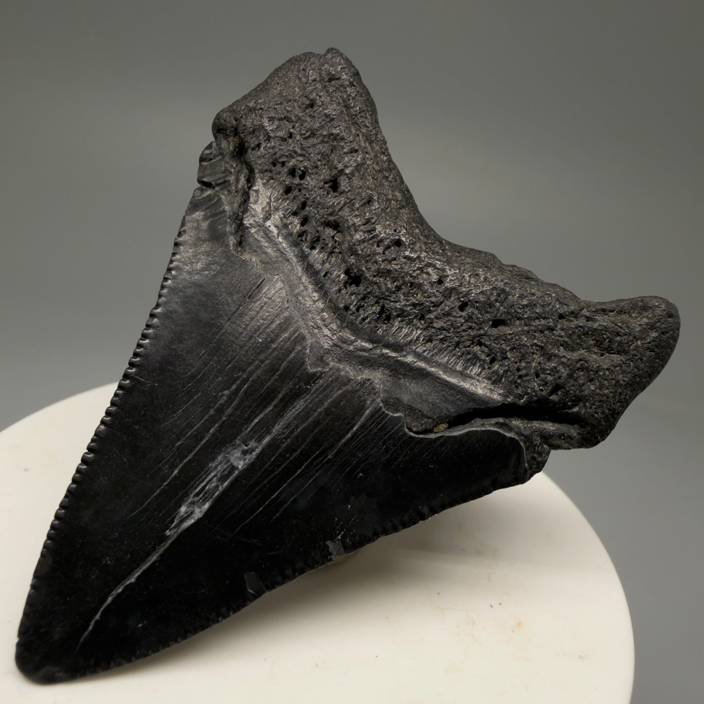 Back Right View 2.44" Colorful Fossil Megalodon Tooth – South Carolina River Find | Authentic Megalodon Tooth CM5756 