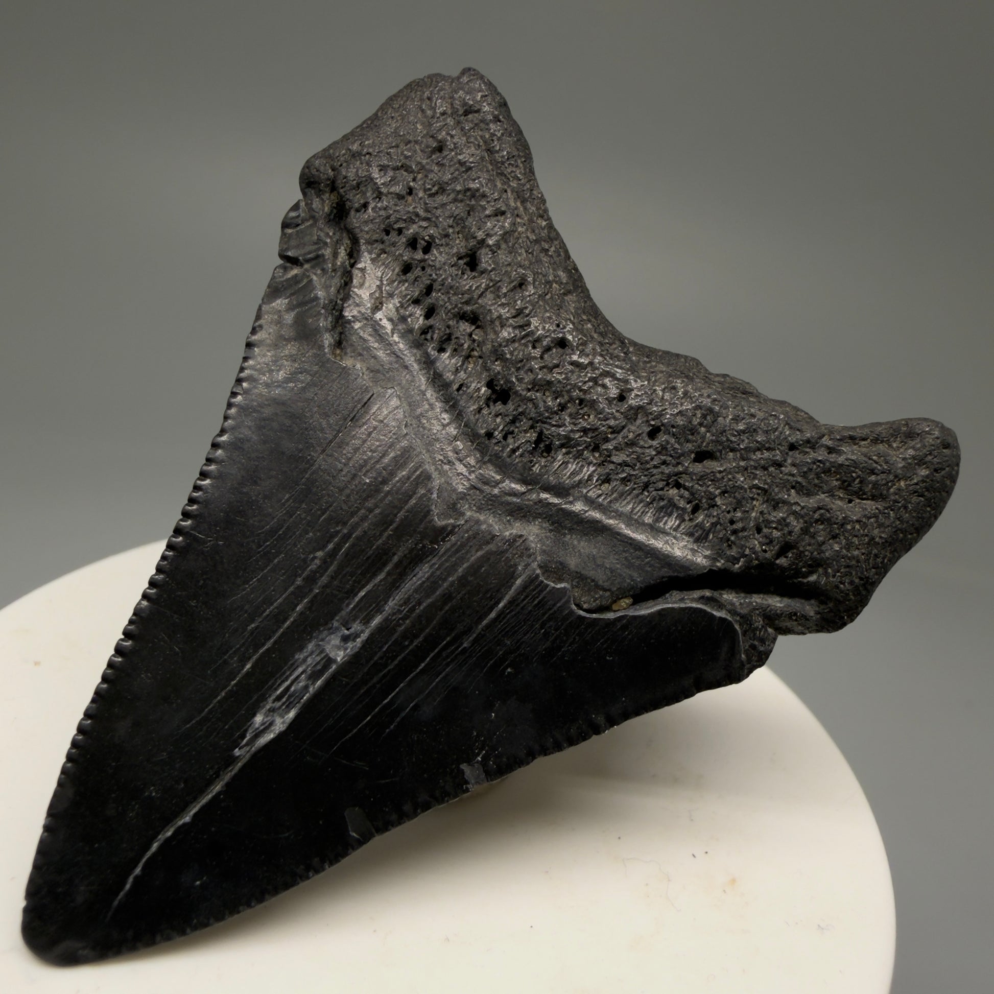 Back Right View 2.44" Colorful Fossil Megalodon Tooth – South Carolina River Find | Authentic Megalodon Tooth CM5756 