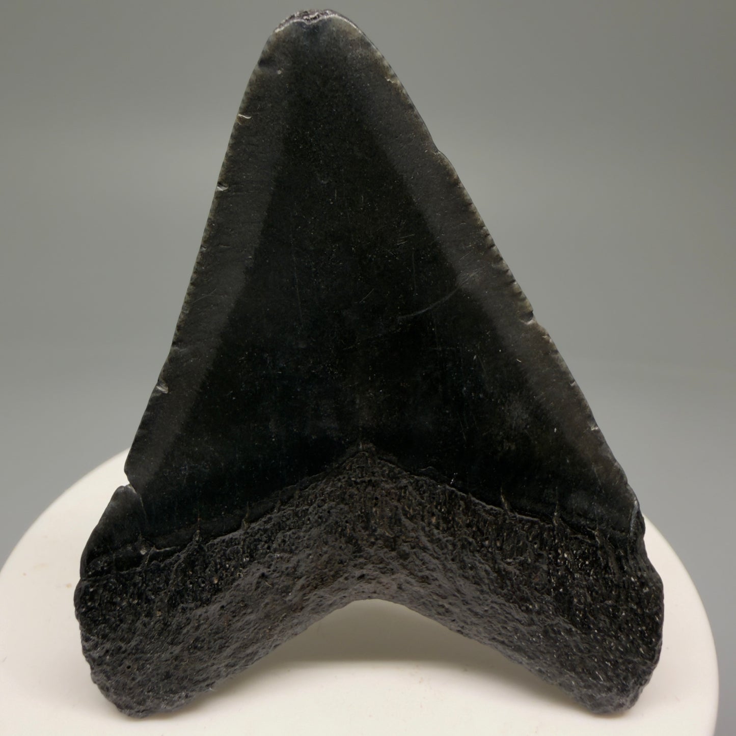 Back View 2.42" Colorful Fossil Megalodon Tooth – South Carolina River Find | Authentic Megalodon Tooth CM5754