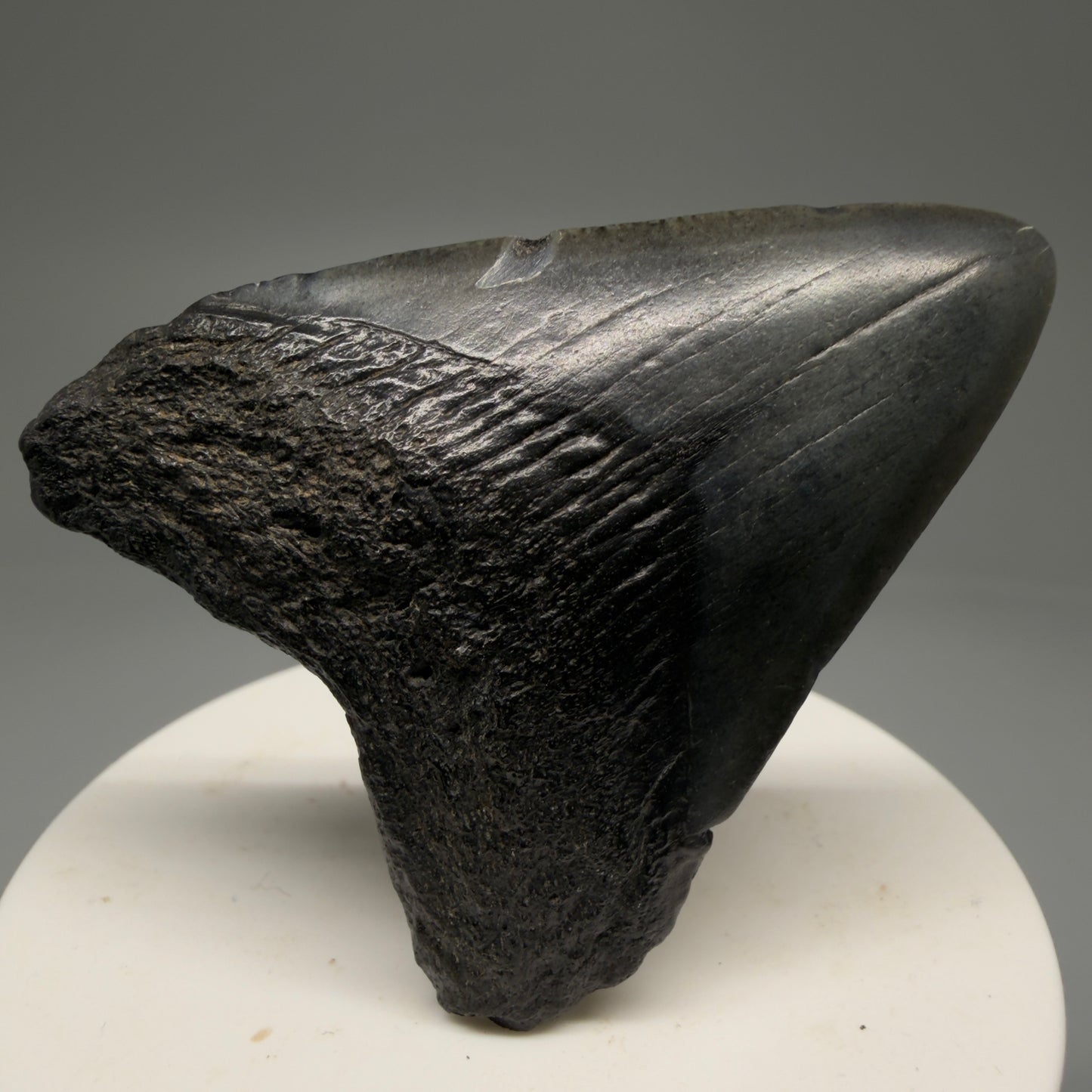Front View 2.42" Colorful Fossil Megalodon Tooth – South Carolina River Find | Authentic Megalodon Tooth CM5754 - 1