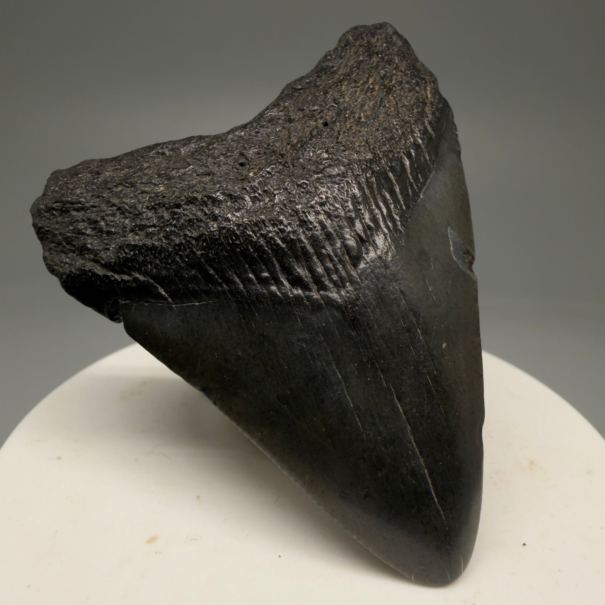 Front Left View 2.42" Colorful Fossil Megalodon Tooth – South Carolina River Find | Authentic Megalodon Tooth CM5754