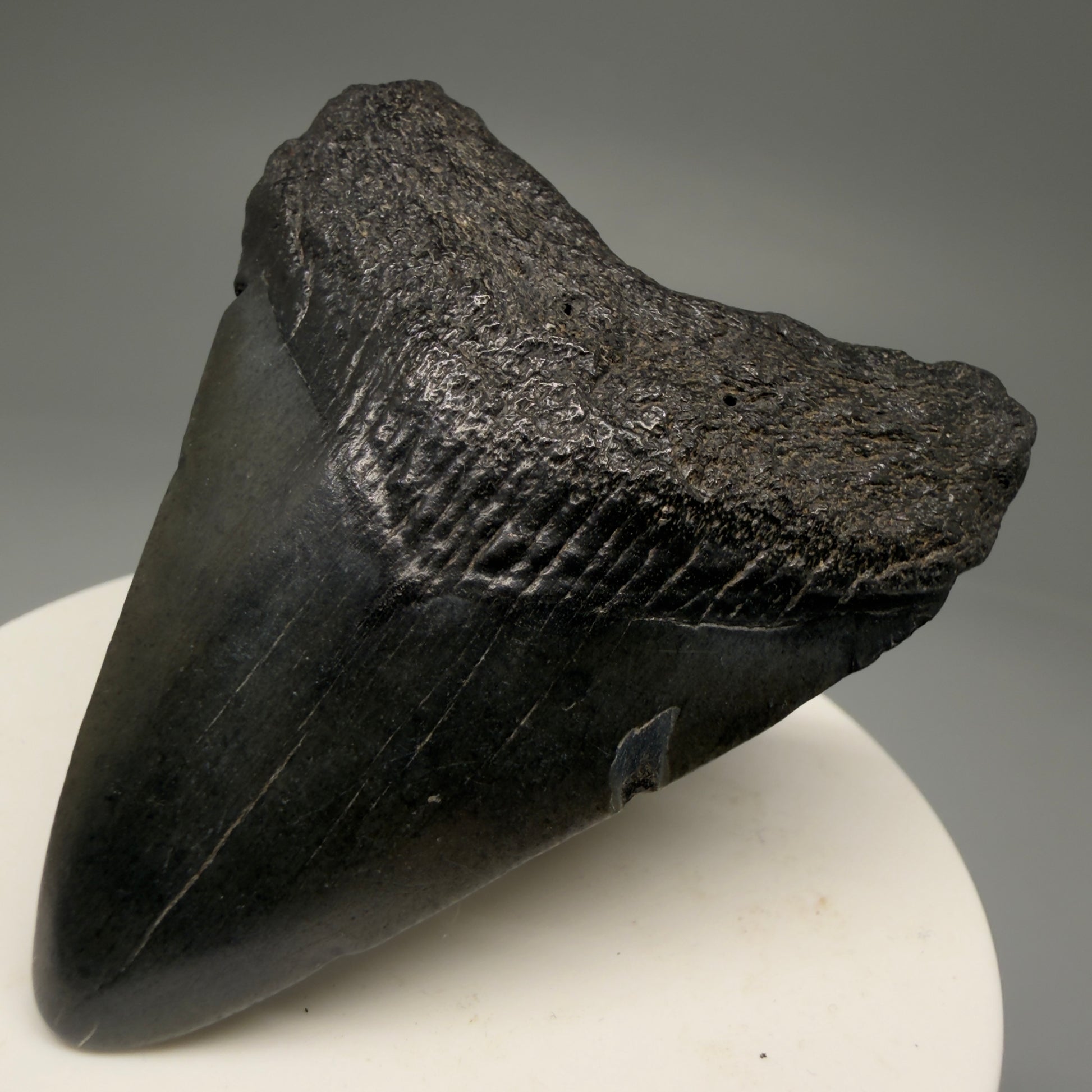 Front Right View 2.42" Colorful Fossil Megalodon Tooth – South Carolina River Find | Authentic Megalodon Tooth CM5754