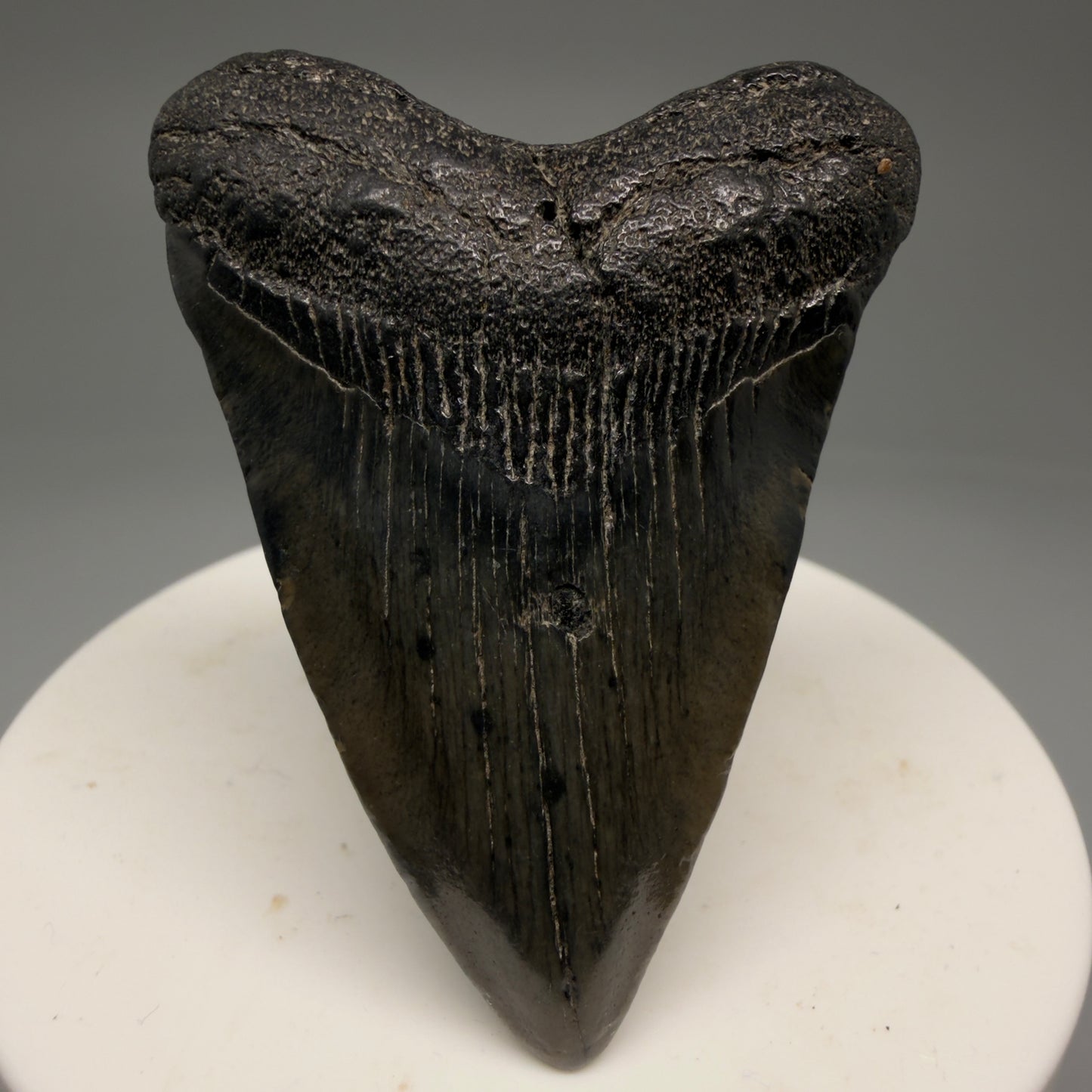 Front View 2.21" Colorful Fossil Megalodon Tooth – South Carolina River Find | Authentic Megalodon Tooth CM5753 - 1