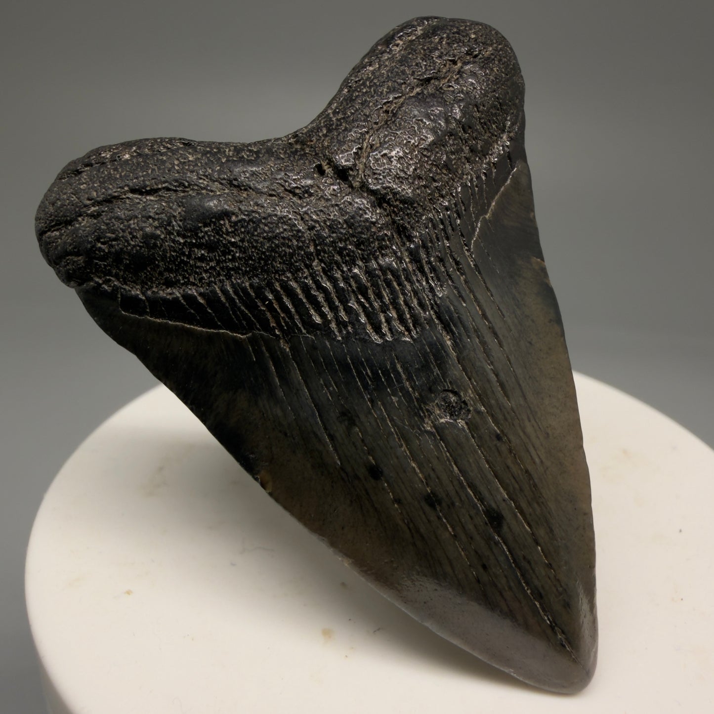 Front Left View 2.21" Colorful Fossil Megalodon Tooth – South Carolina River Find | Authentic Megalodon Tooth CM5753
