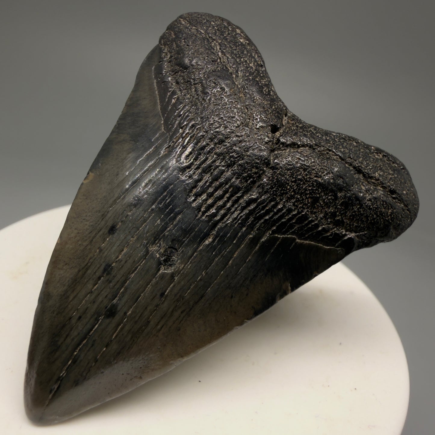 Front Right View 2.21" Colorful Fossil Megalodon Tooth – South Carolina River Find | Authentic Megalodon Tooth CM5753