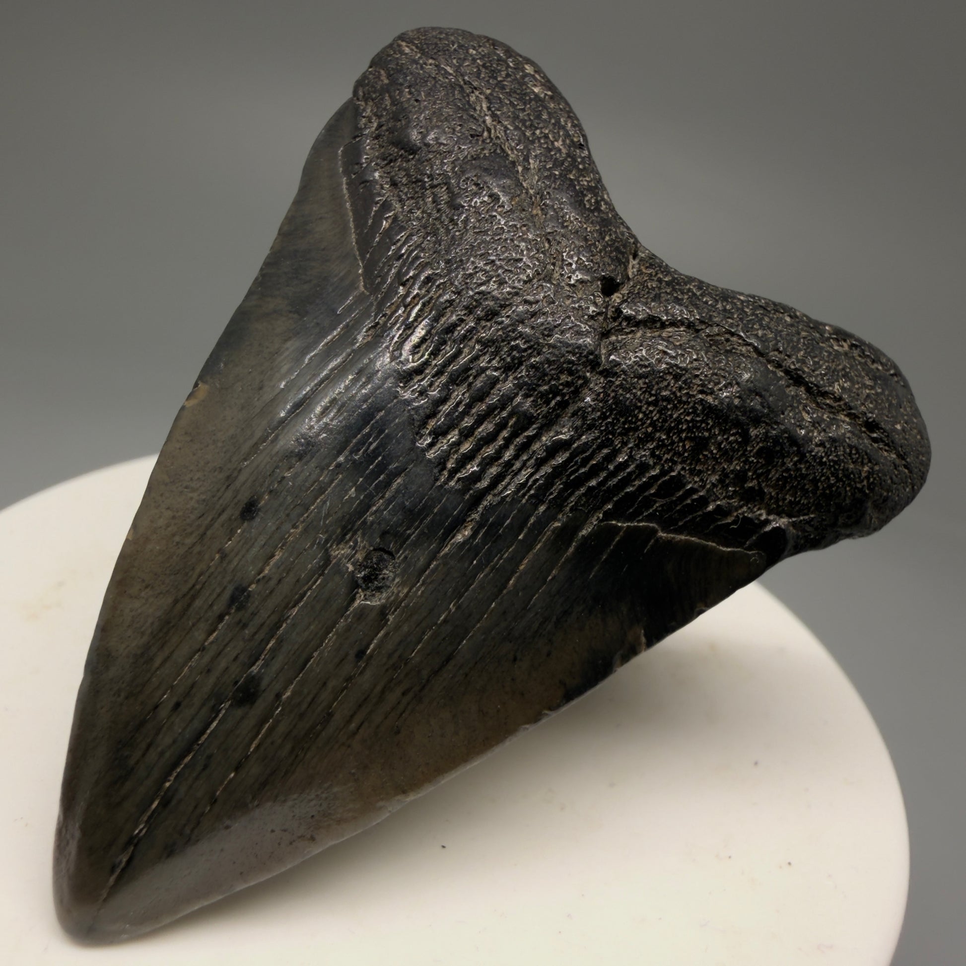 Front Right View 2.21" Colorful Fossil Megalodon Tooth – South Carolina River Find | Authentic Megalodon Tooth CM5753