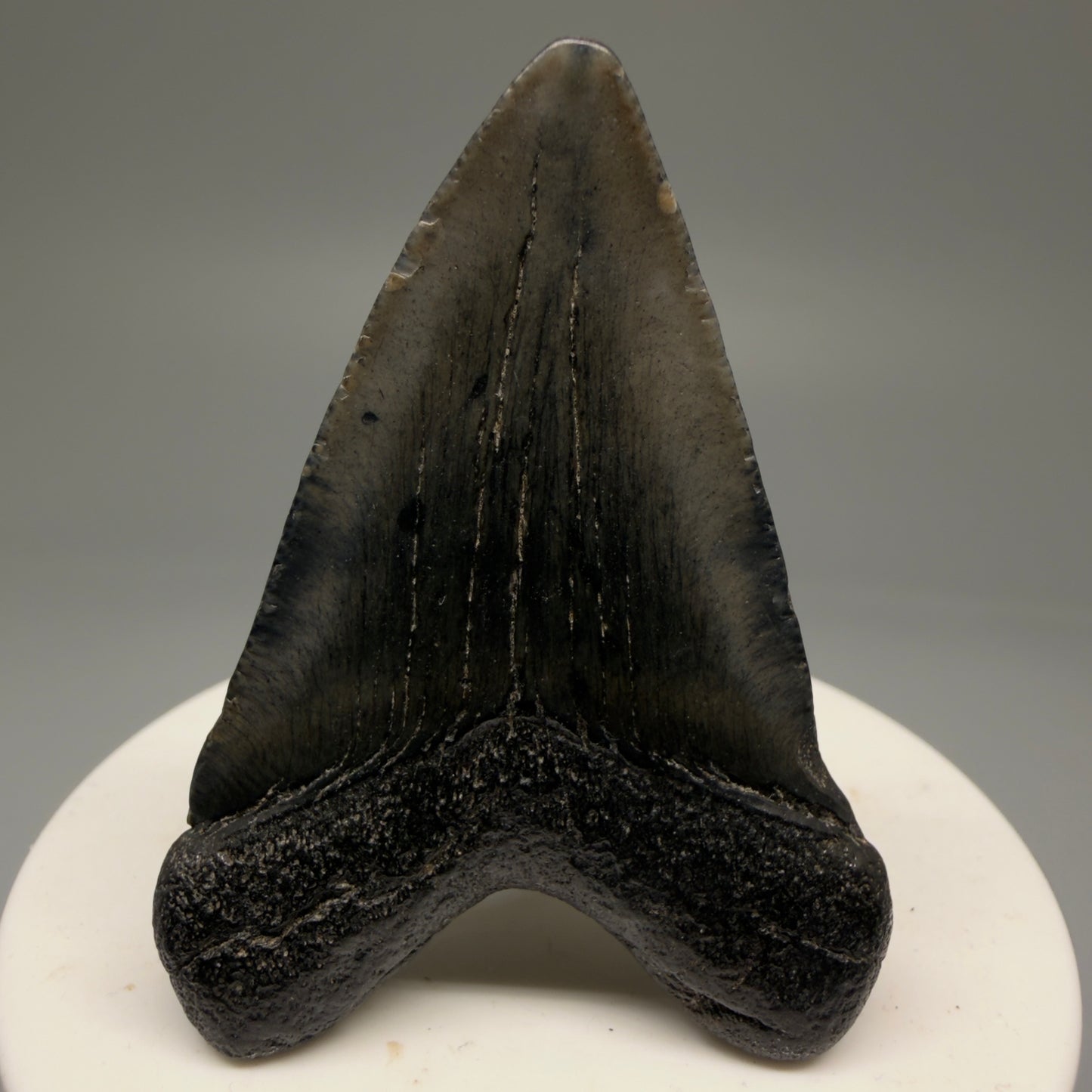 Back View 2.21" Colorful Fossil Megalodon Tooth – South Carolina River Find | Authentic Megalodon Tooth CM5753